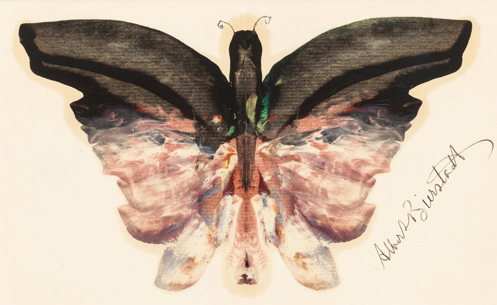 Pink Butterfly Wall Art by Albert Bierstadt - Canvas Print
