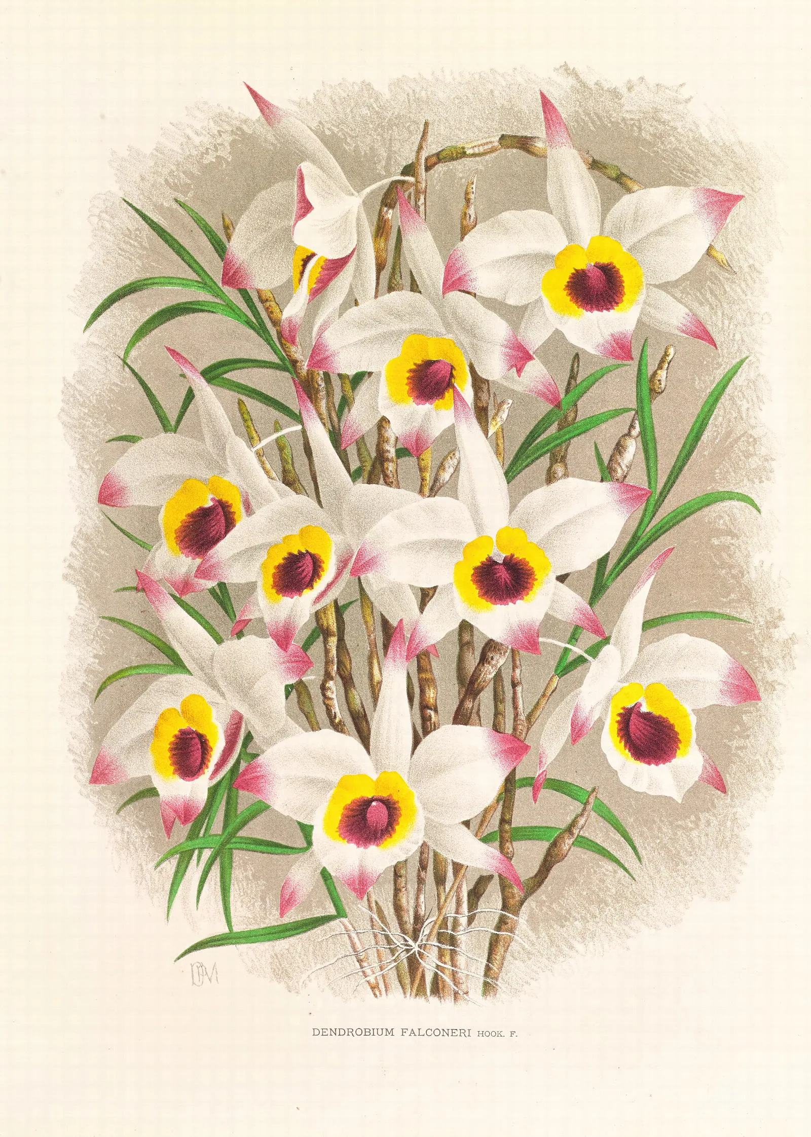 Dendrobium Falconeri Wall Art by Jean Jules Linden - Canvas Print