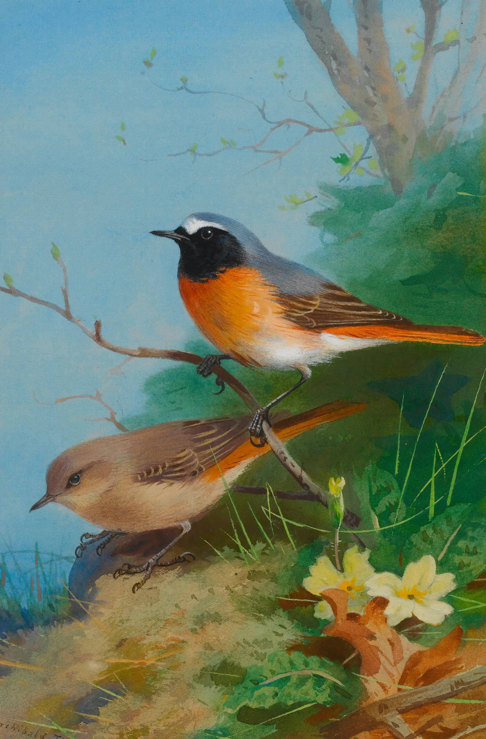 Pair Of Redstarts Wall Art by Archibald Thorburn - Canvas Print