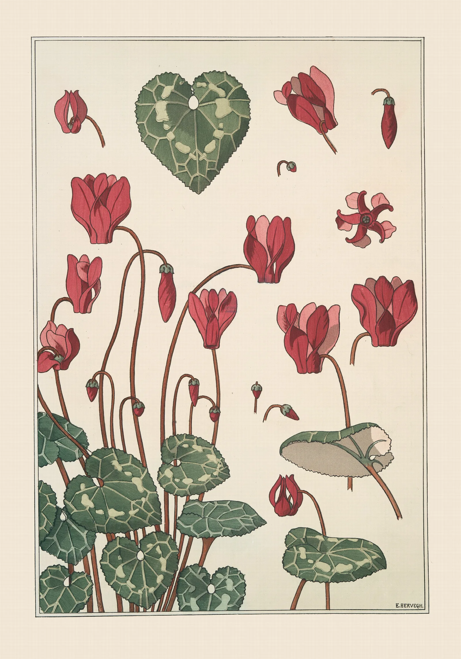 Cyclamen Wall Art by Maurice Pillard Verneuil - Canvas Print