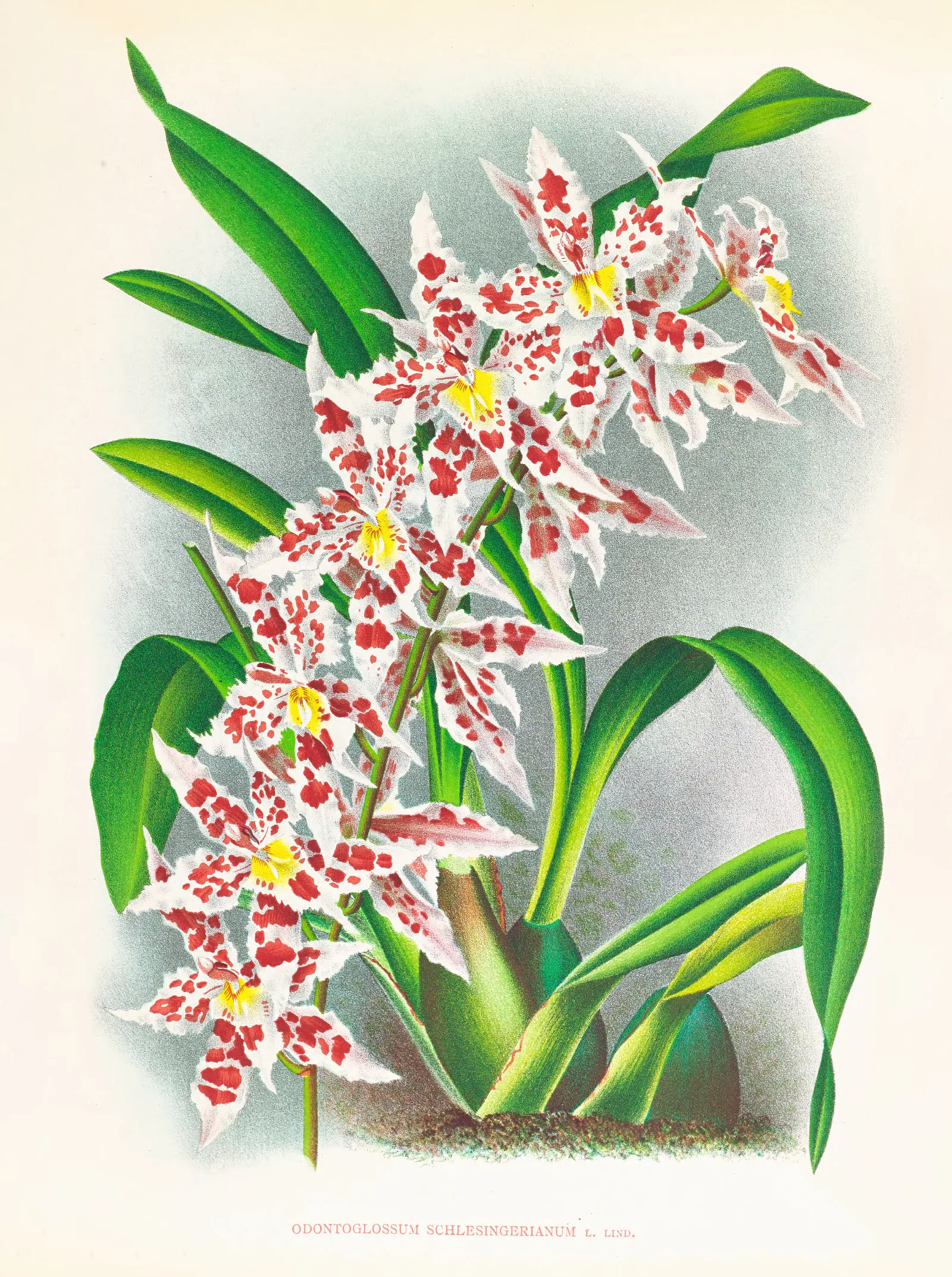 Odontoglossum Schlesingerianum Wall Art by Jean Jules Linden - Canvas Print