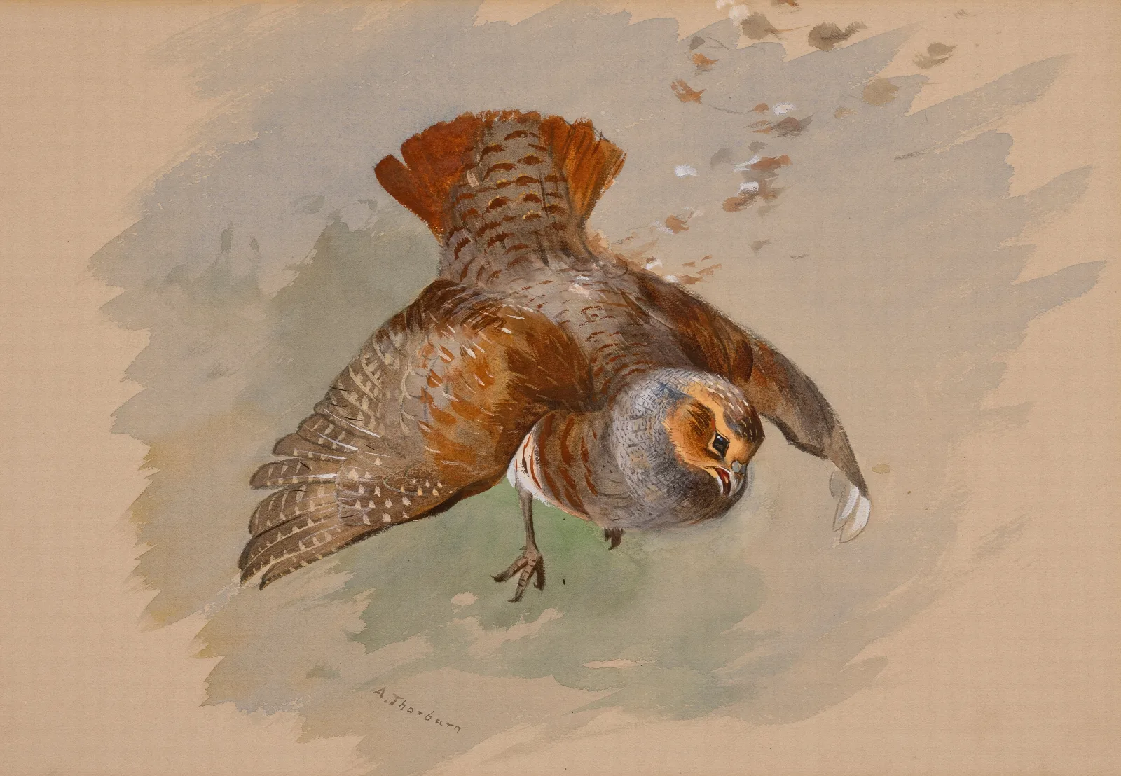 A Top Shot Wall Art by Archibald Thorburn - Canvas Print