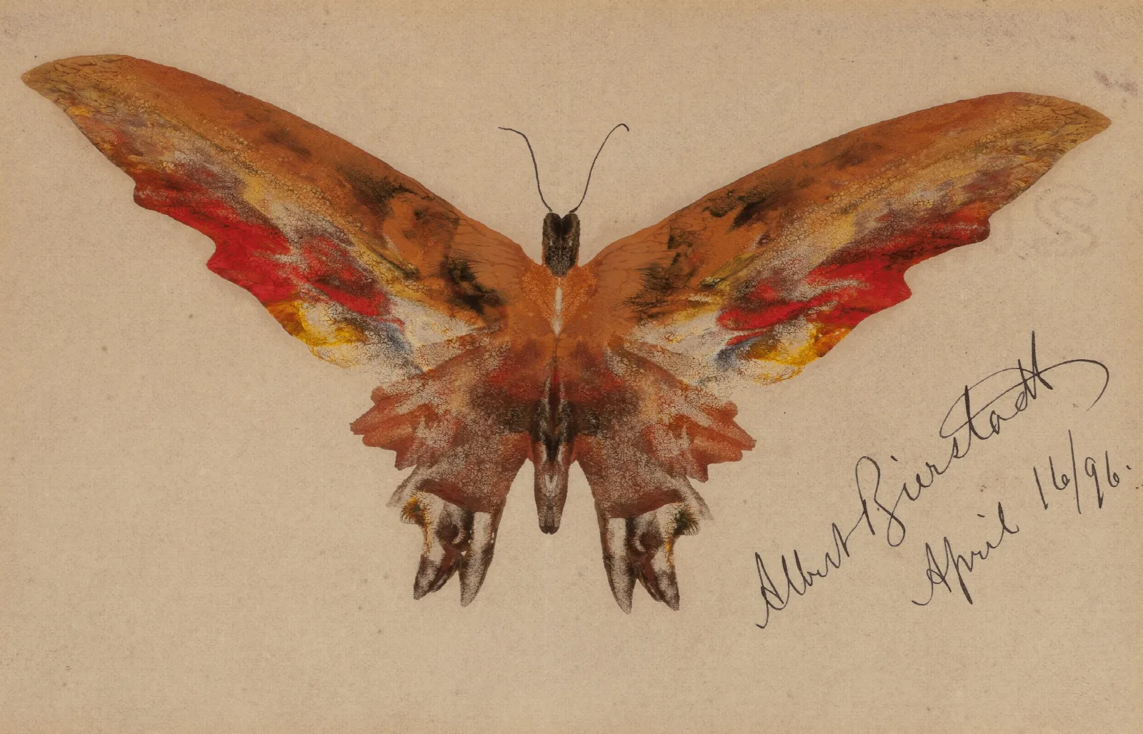 Butterfly 3 Wall Art by Albert Bierstadt - Canvas Print