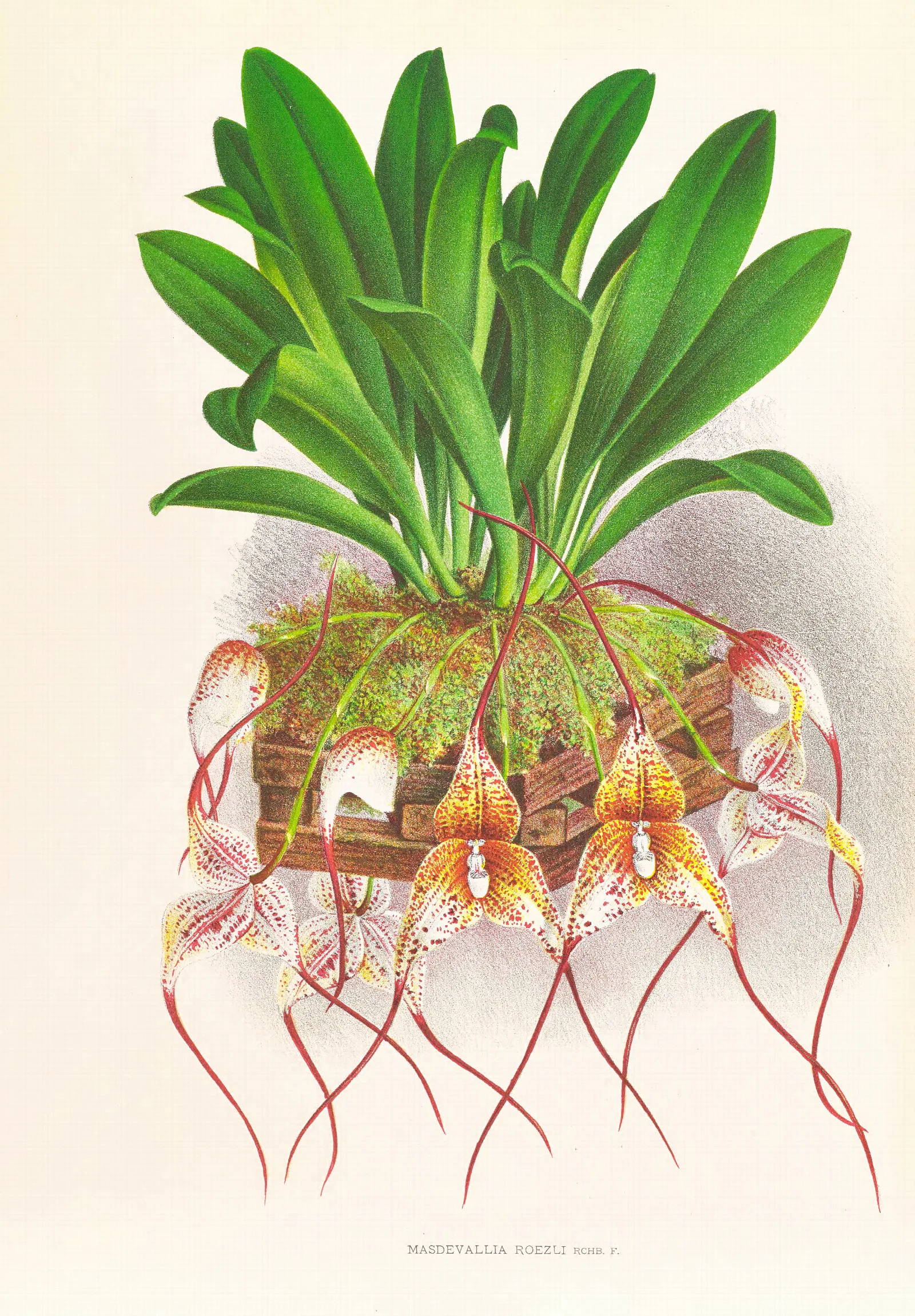 Masdevallia Roezli Wall Art by Jean Jules Linden - Canvas Print