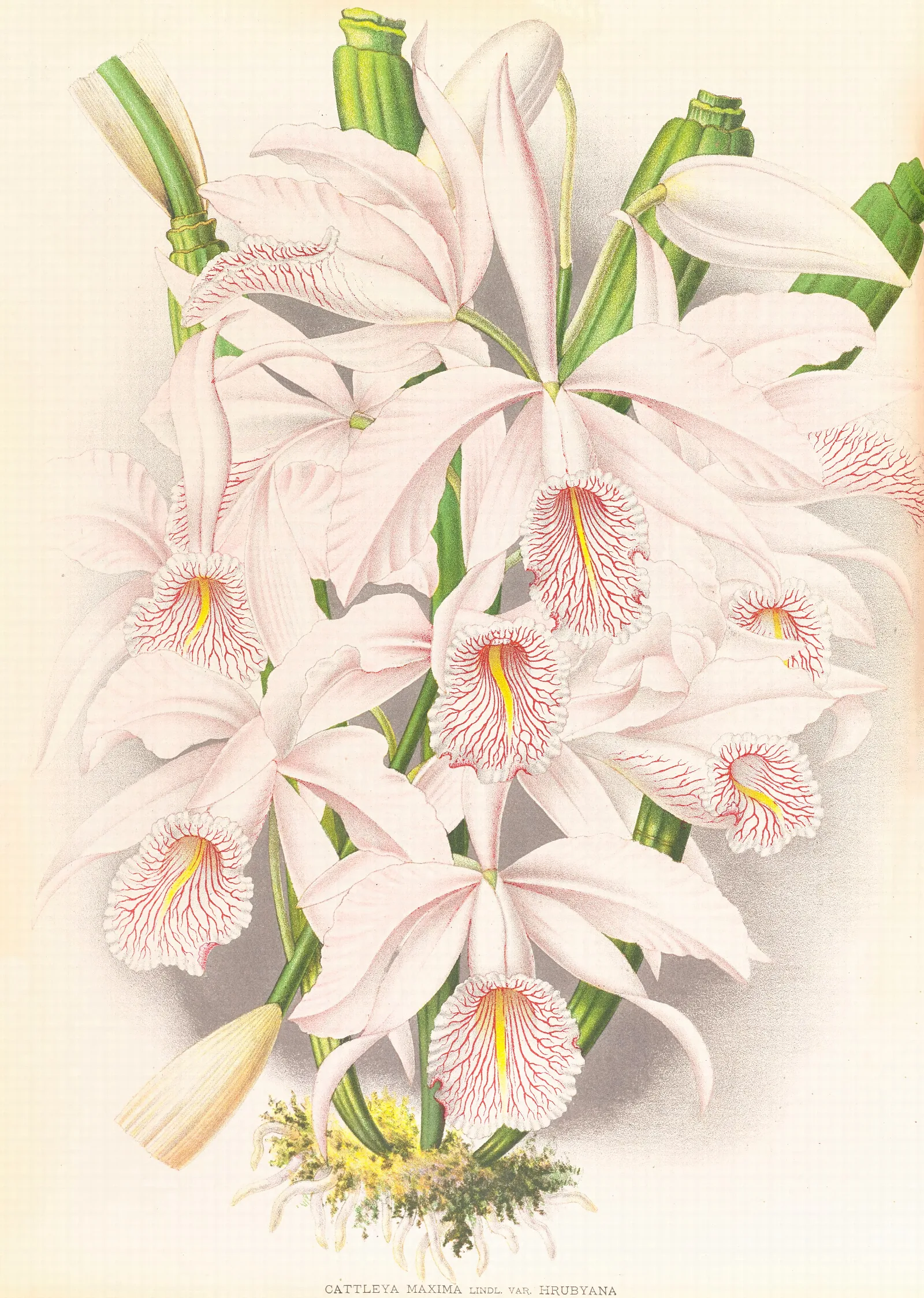 Cattleya Maxima 2 Wall Art by Jean Jules Linden - Canvas Print