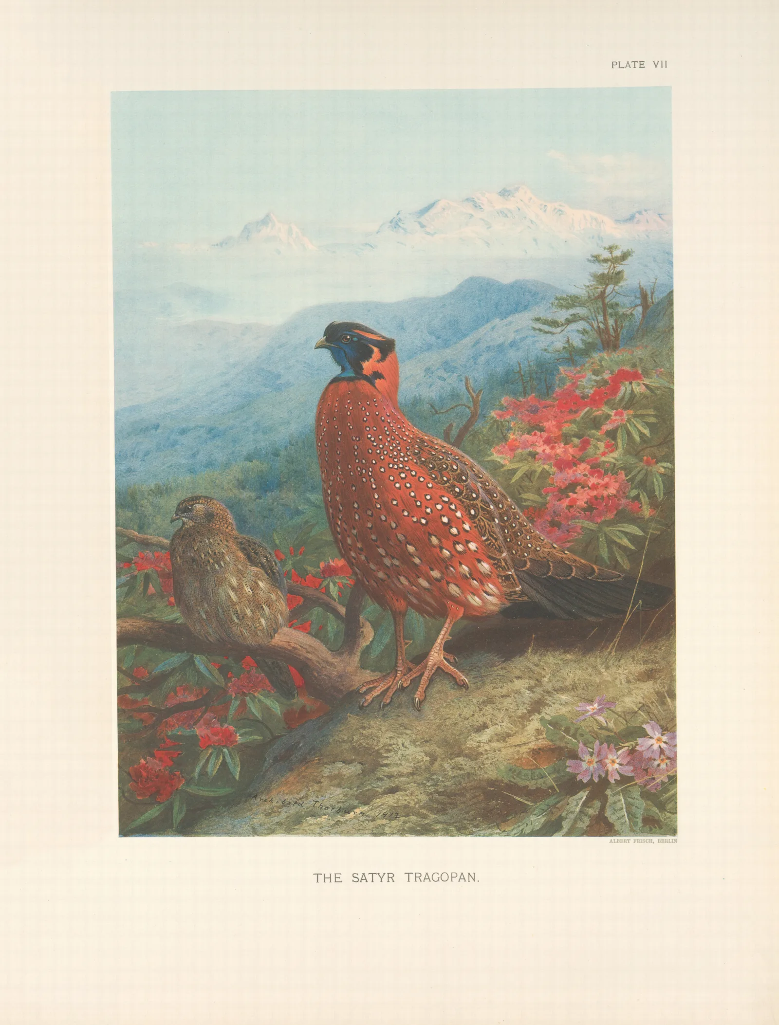 The Satyr Tragopan Tragopan Satyra Wall Art by Archibald Thorburn - Canvas Print