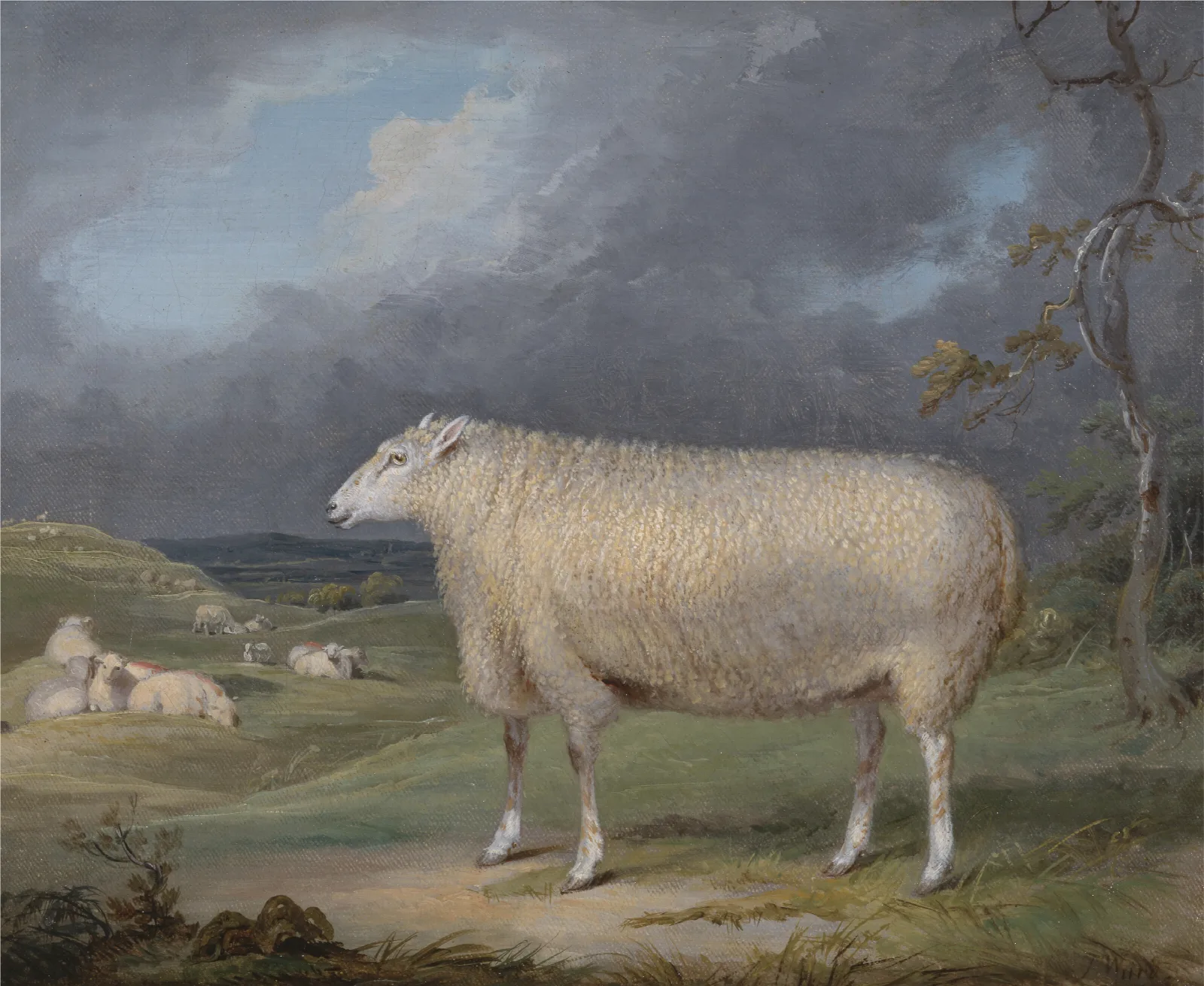 A Border Leicester Ewe Wall Art by James Ward - Canvas Print