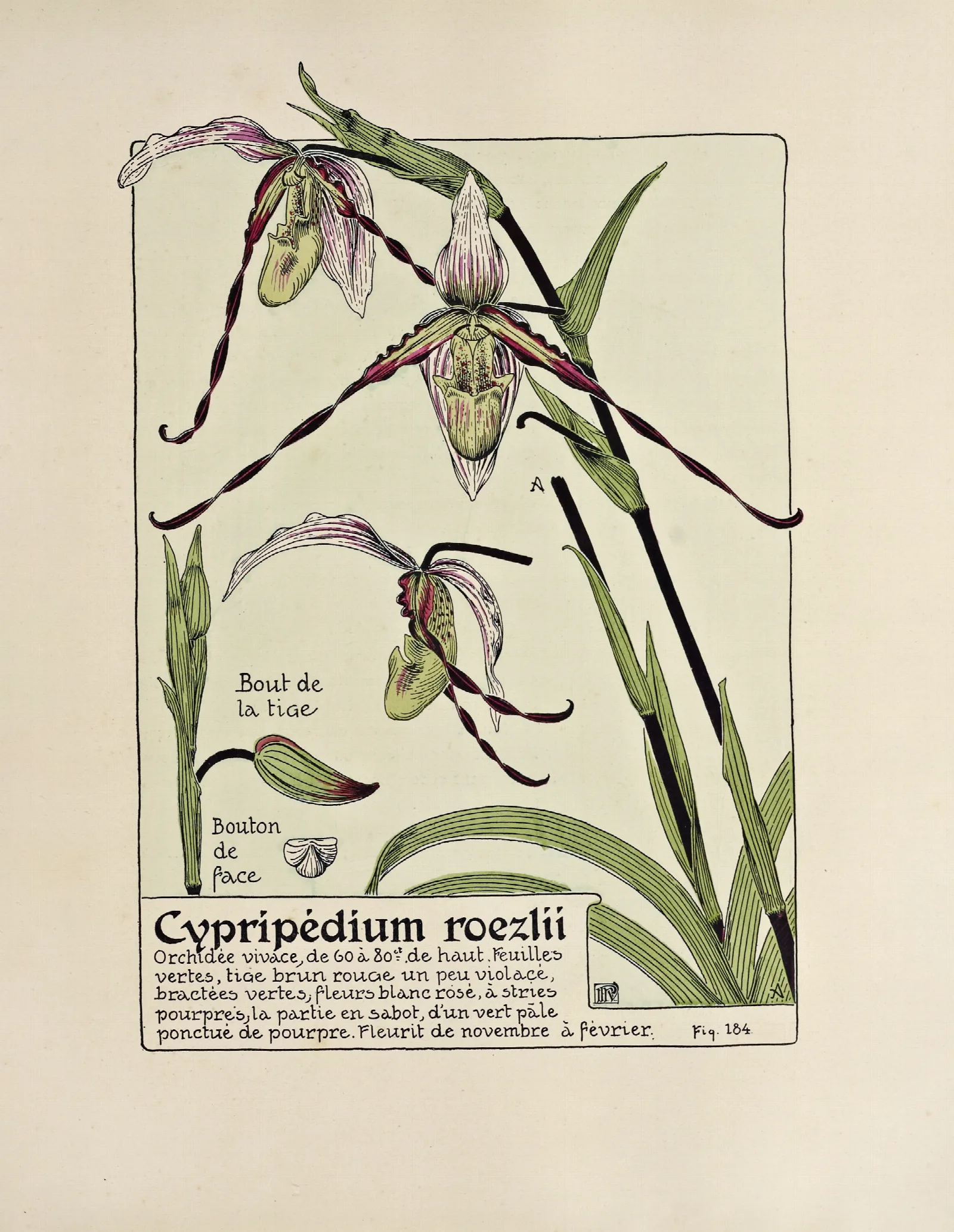 Cypripedium Roezlii Wall Art by Maurice Pillard Verneuil - Canvas Print