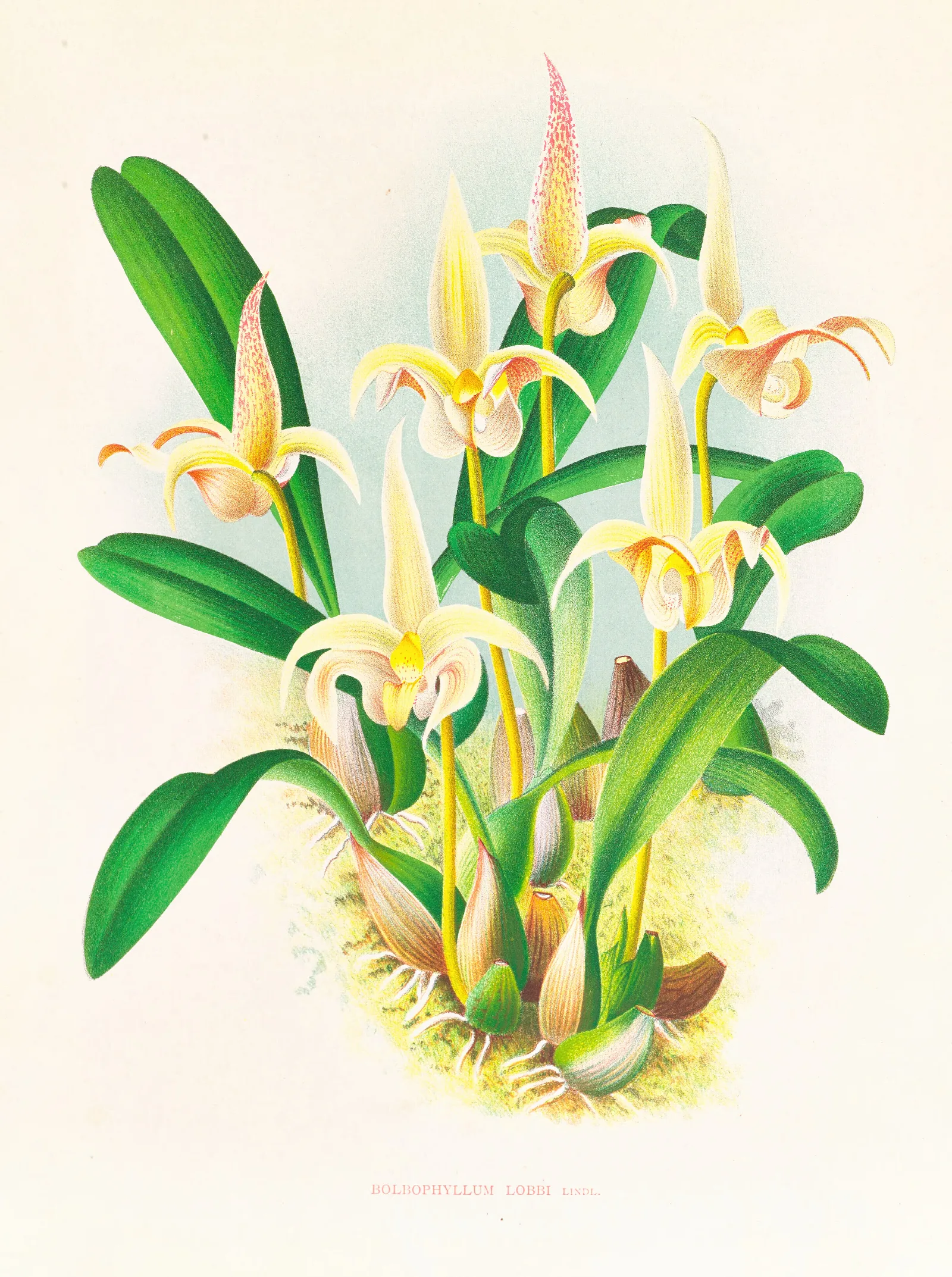 Bolbophyllum Lobbi Wall Art by Jean Jules Linden - Canvas Print