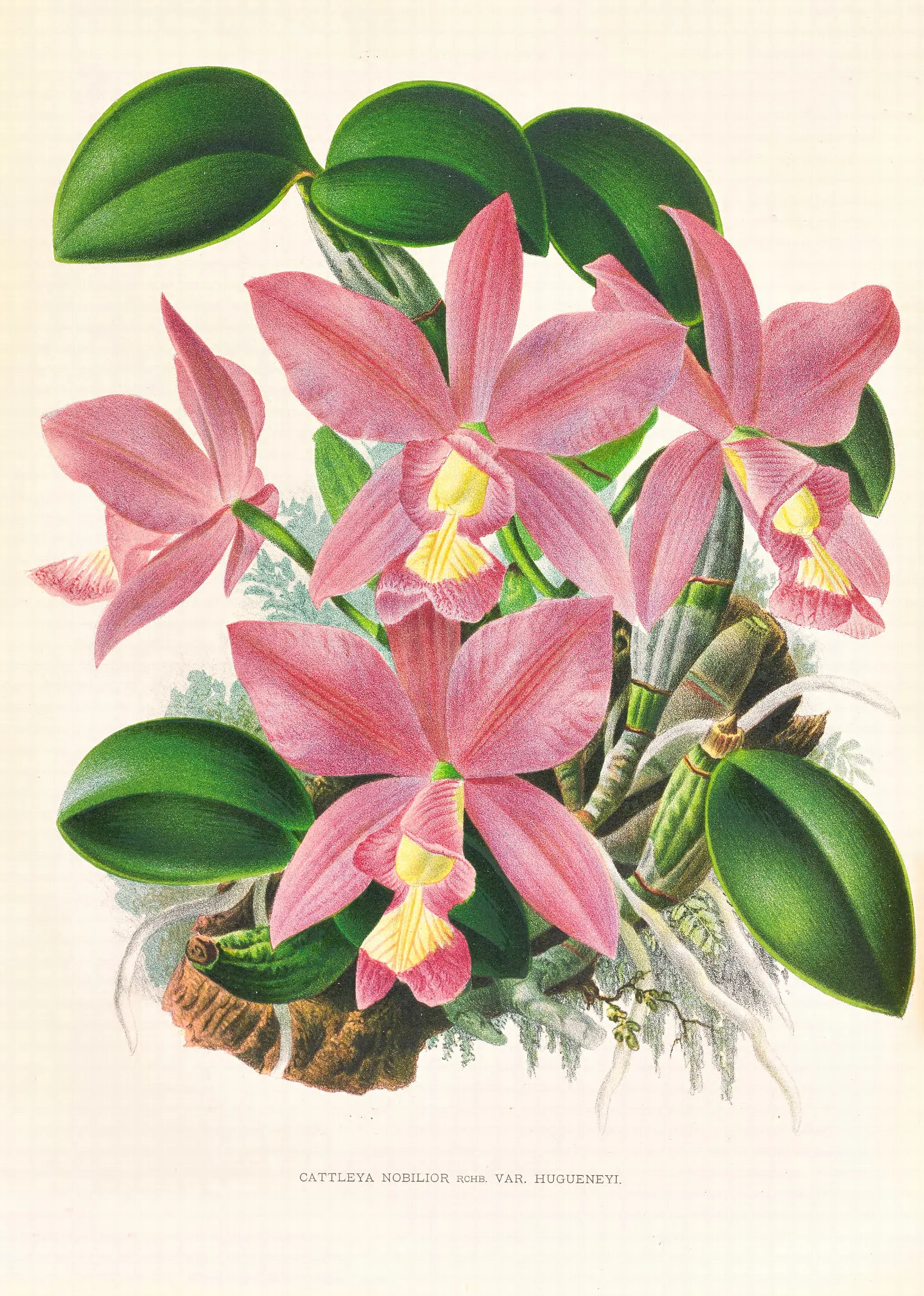 Cattleya Nobilior Wall Art by Jean Jules Linden - Canvas Print