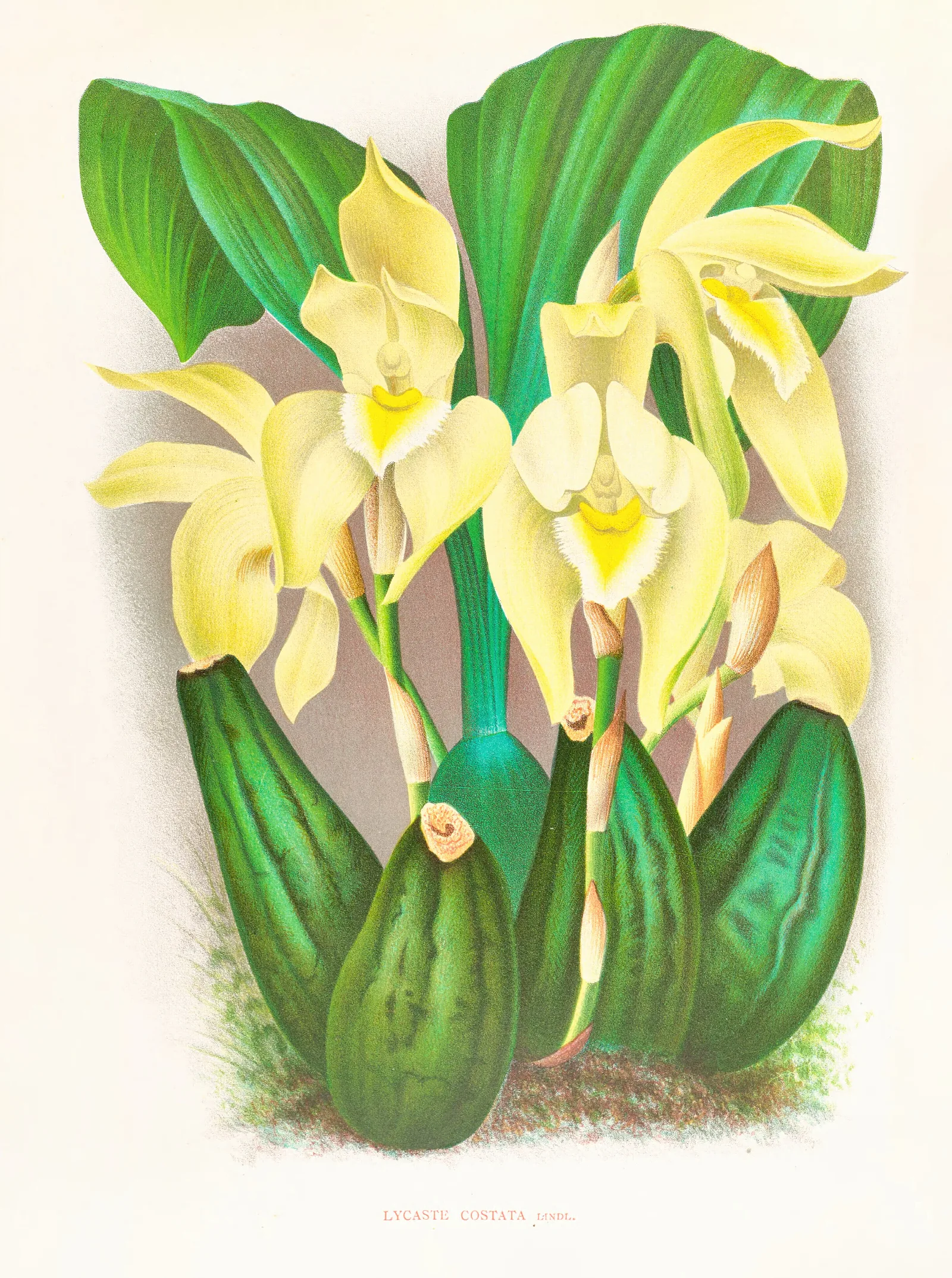 Lycaste Costata Wall Art by Jean Jules Linden - Canvas Print