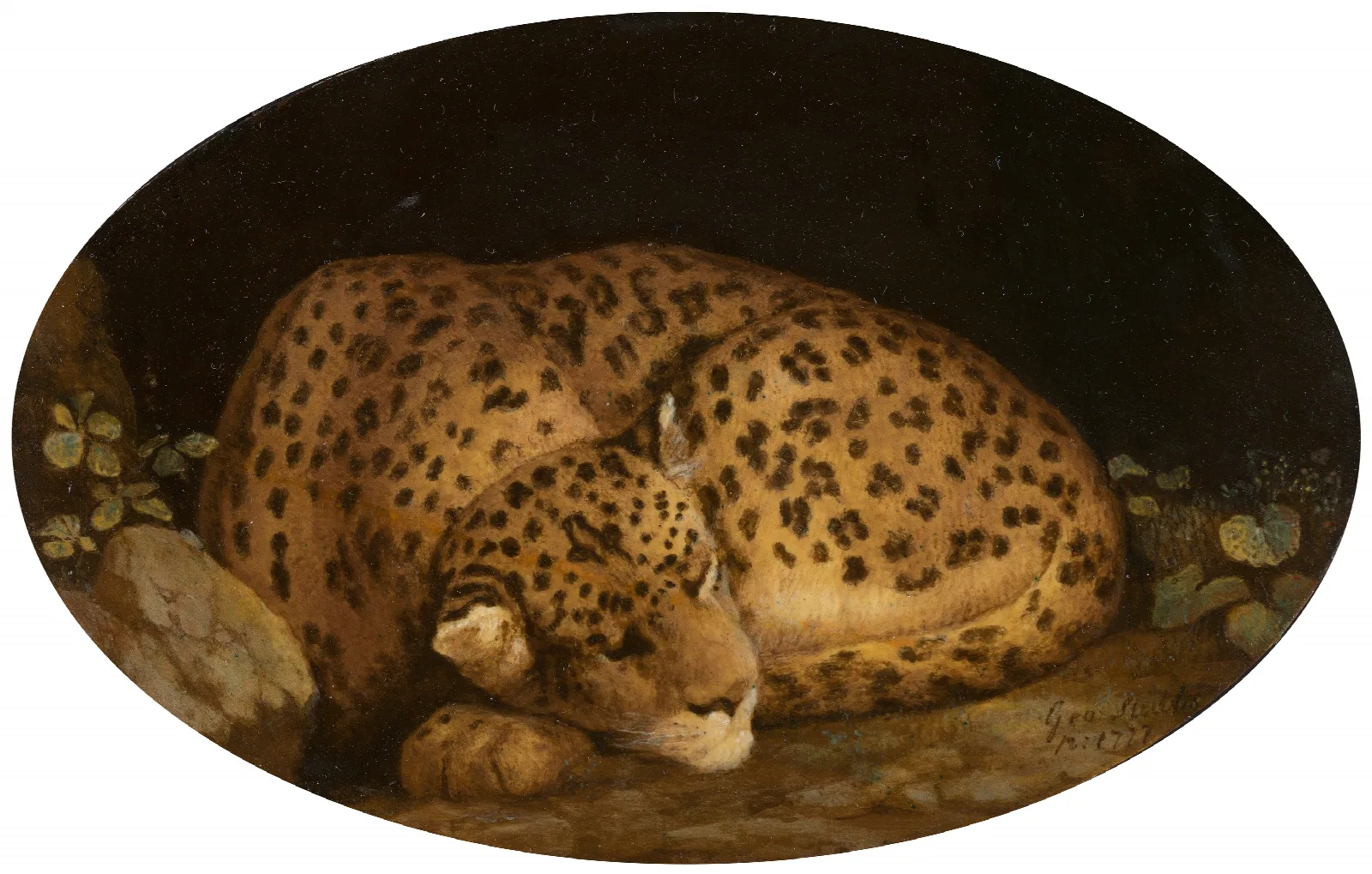 Sleeping Leopard Wall Art by George Stubbs - Canvas Print