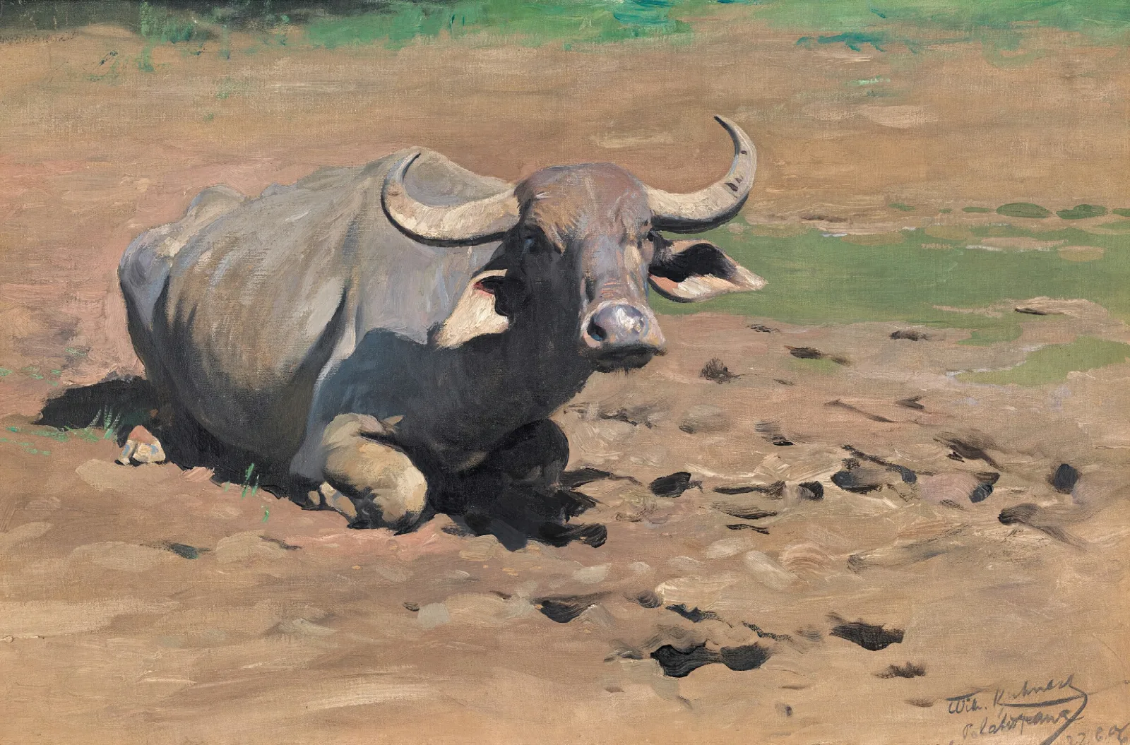 Resting Buffalo Wall Art by Wilhelm Kuhnert - Canvas Print