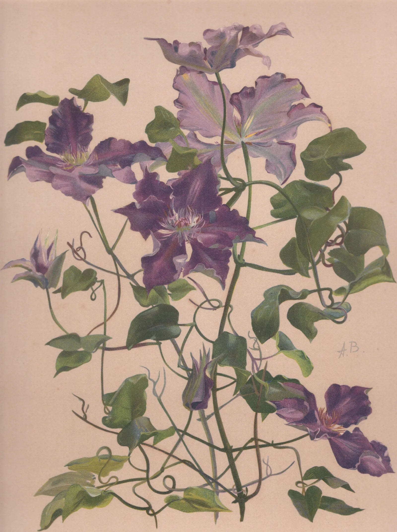 Aquarelle Dune Clematite A Grandes Fleurs Wall Art by Alice Bailly - Canvas Print