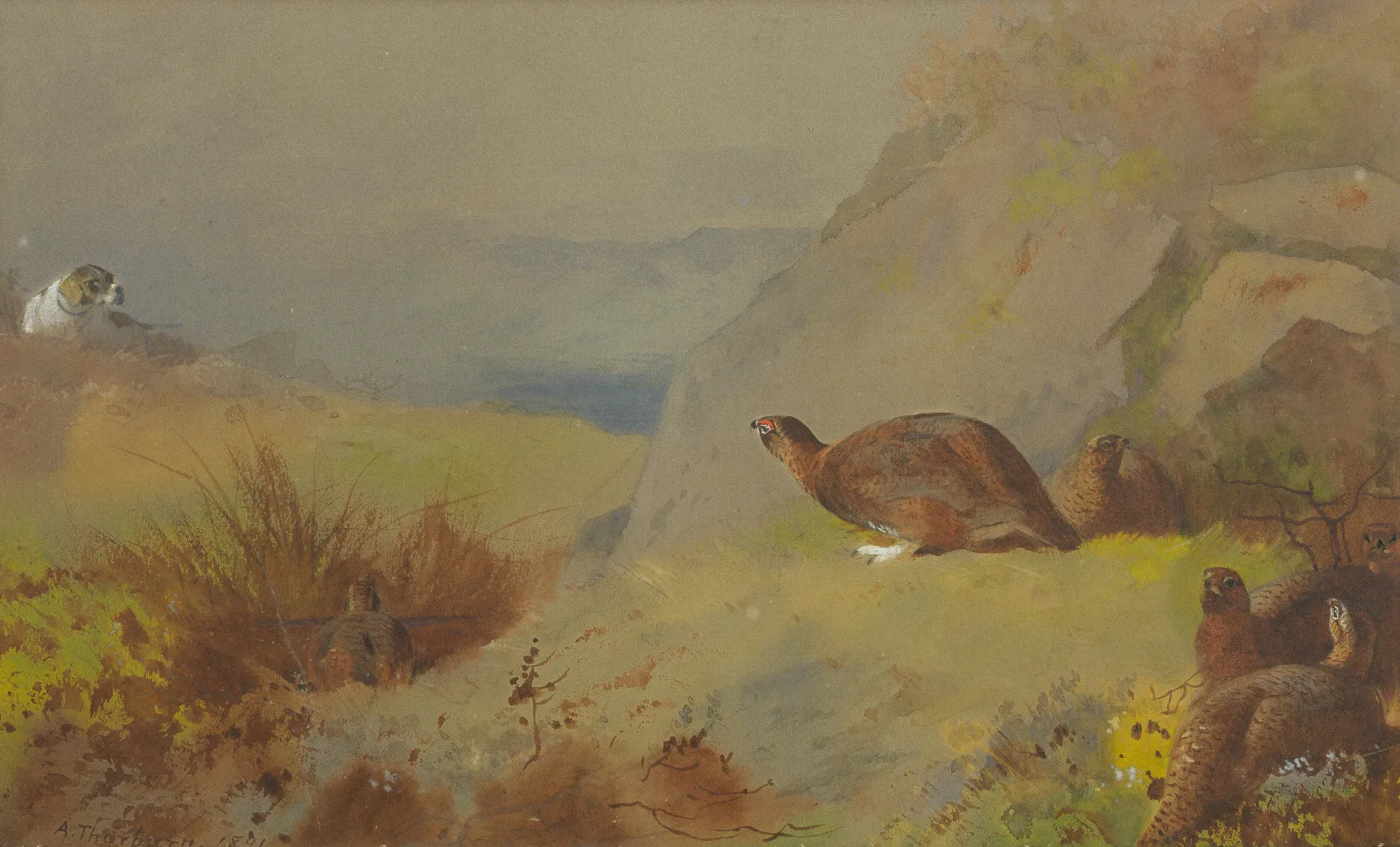 Study For Grouse On The Moor Wall Art by Archibald Thorburn - Canvas Print