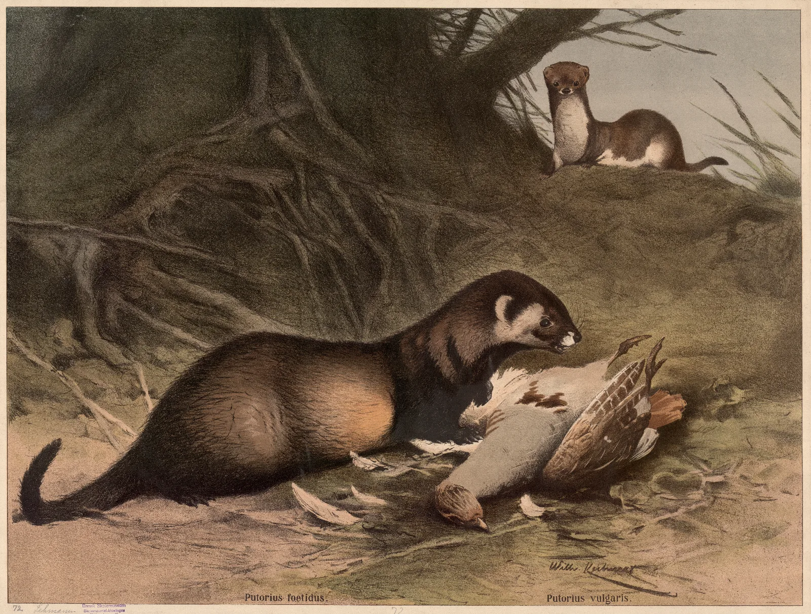 Ferrets 3 Wall Art by Wilhelm Kuhnert - Canvas Print