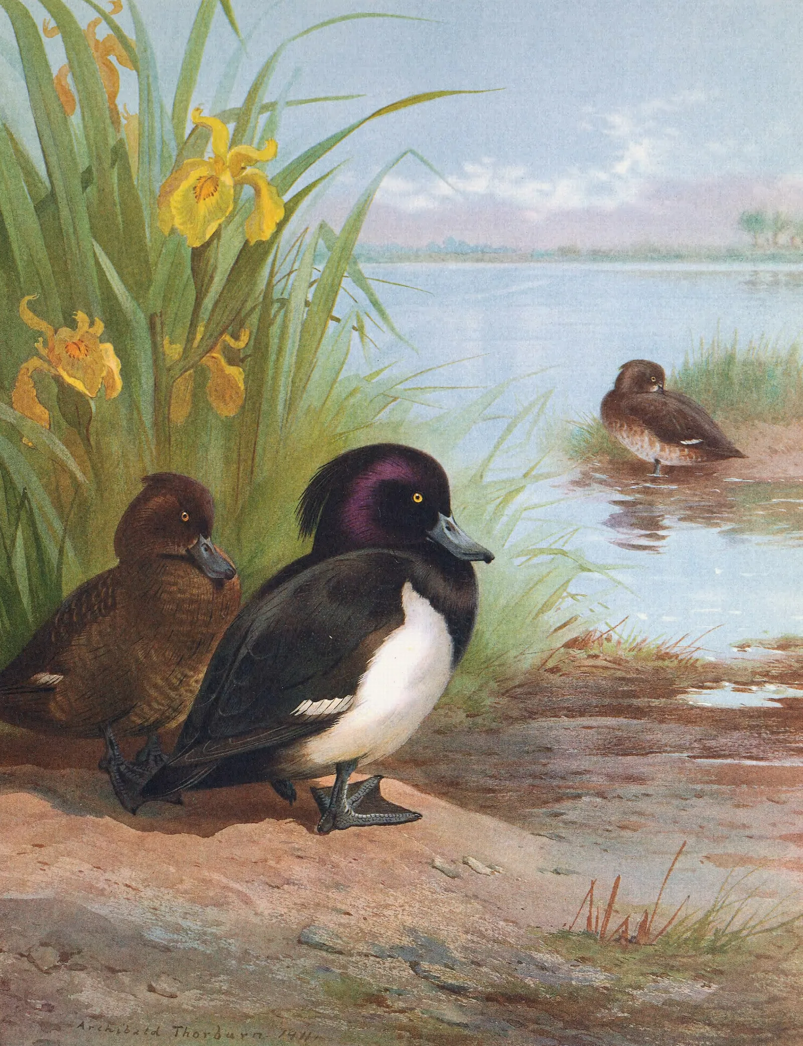 Tufted Duck Wall Art by Archibald Thorburn - Canvas Print