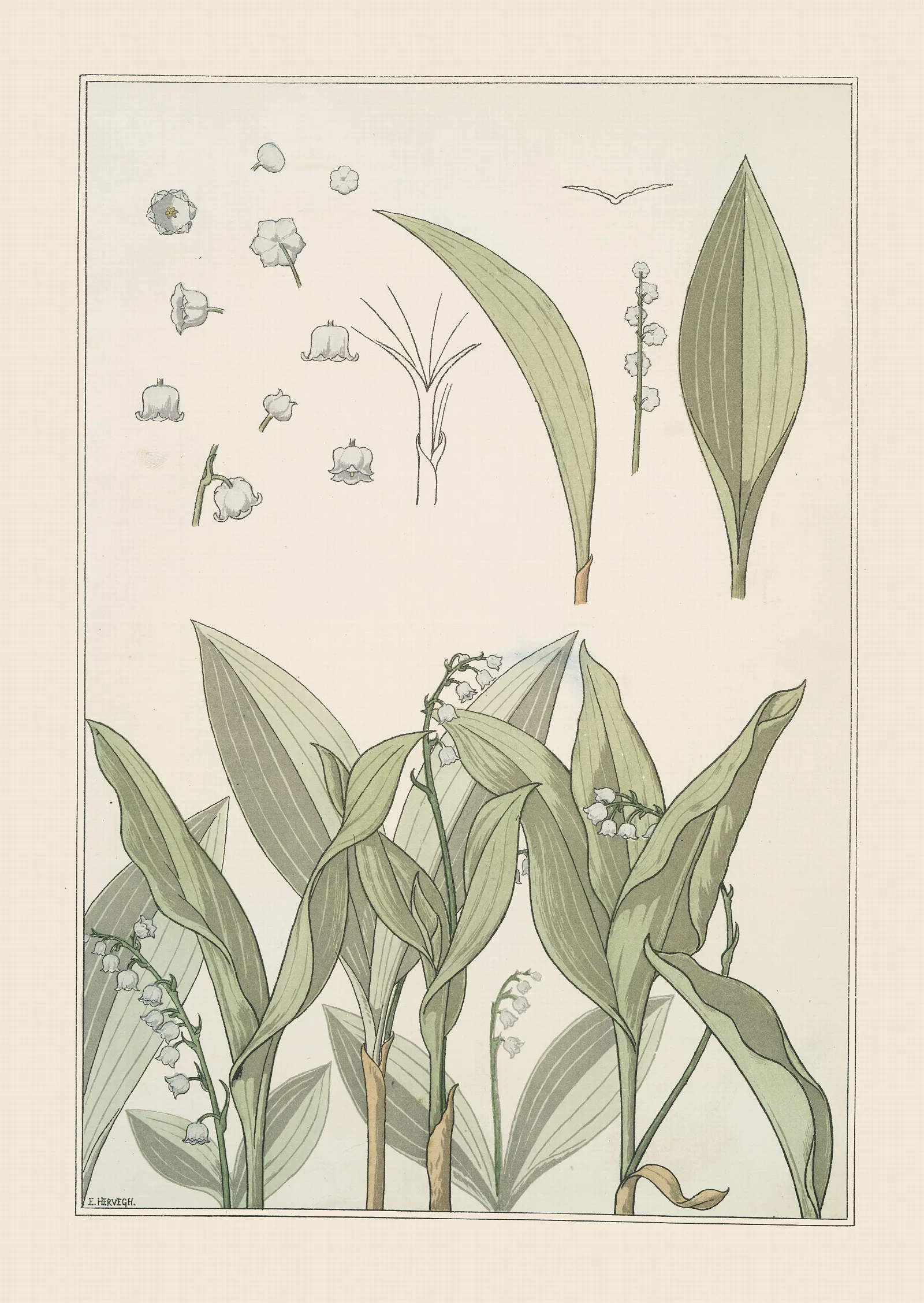Muguet Wall Art by Maurice Pillard Verneuil - Canvas Print