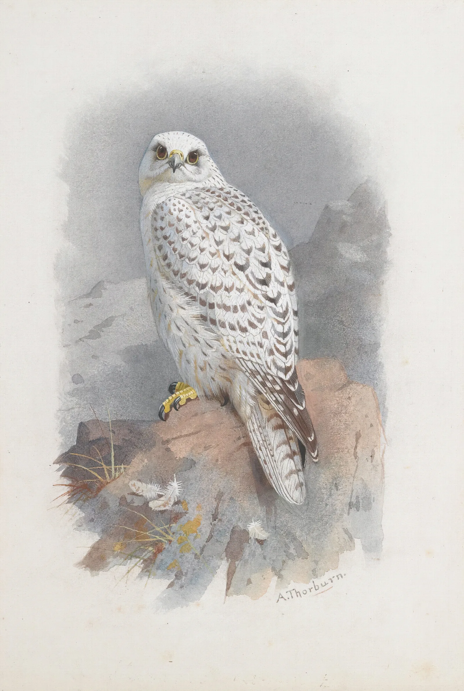 A Greenland Falcon Wall Art by Archibald Thorburn - Canvas Print