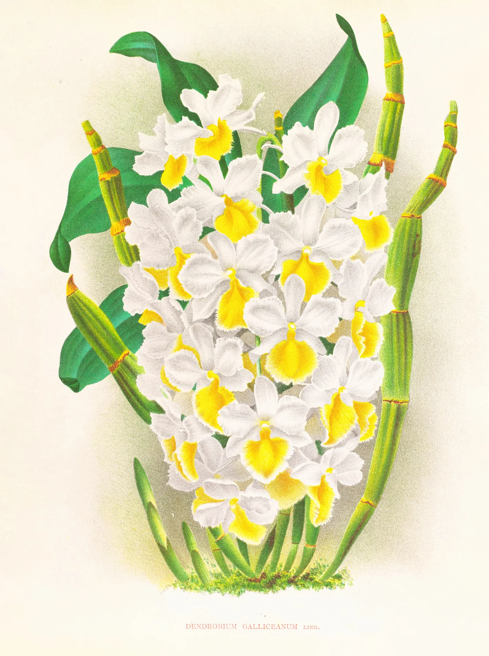 Dendrobium Galliceanum Wall Art by Jean Jules Linden - Canvas Print