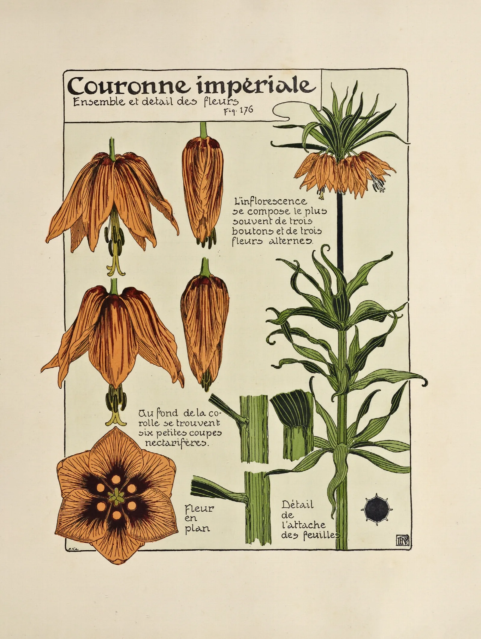Couronne Imperiale 4 Wall Art by Maurice Pillard Verneuil - Canvas Print