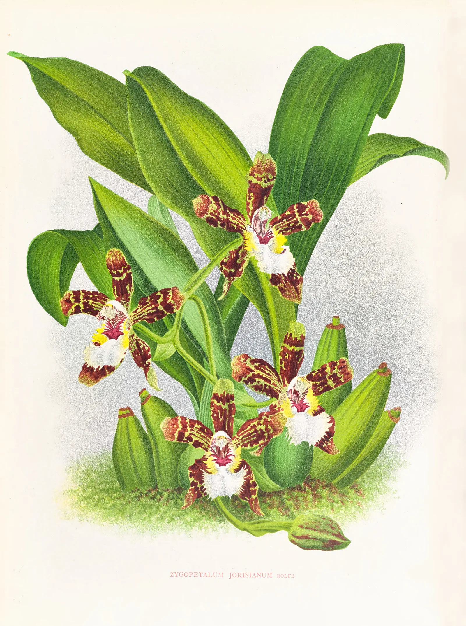 Zygopetalum Jorisianum Wall Art by Jean Jules Linden - Canvas Print