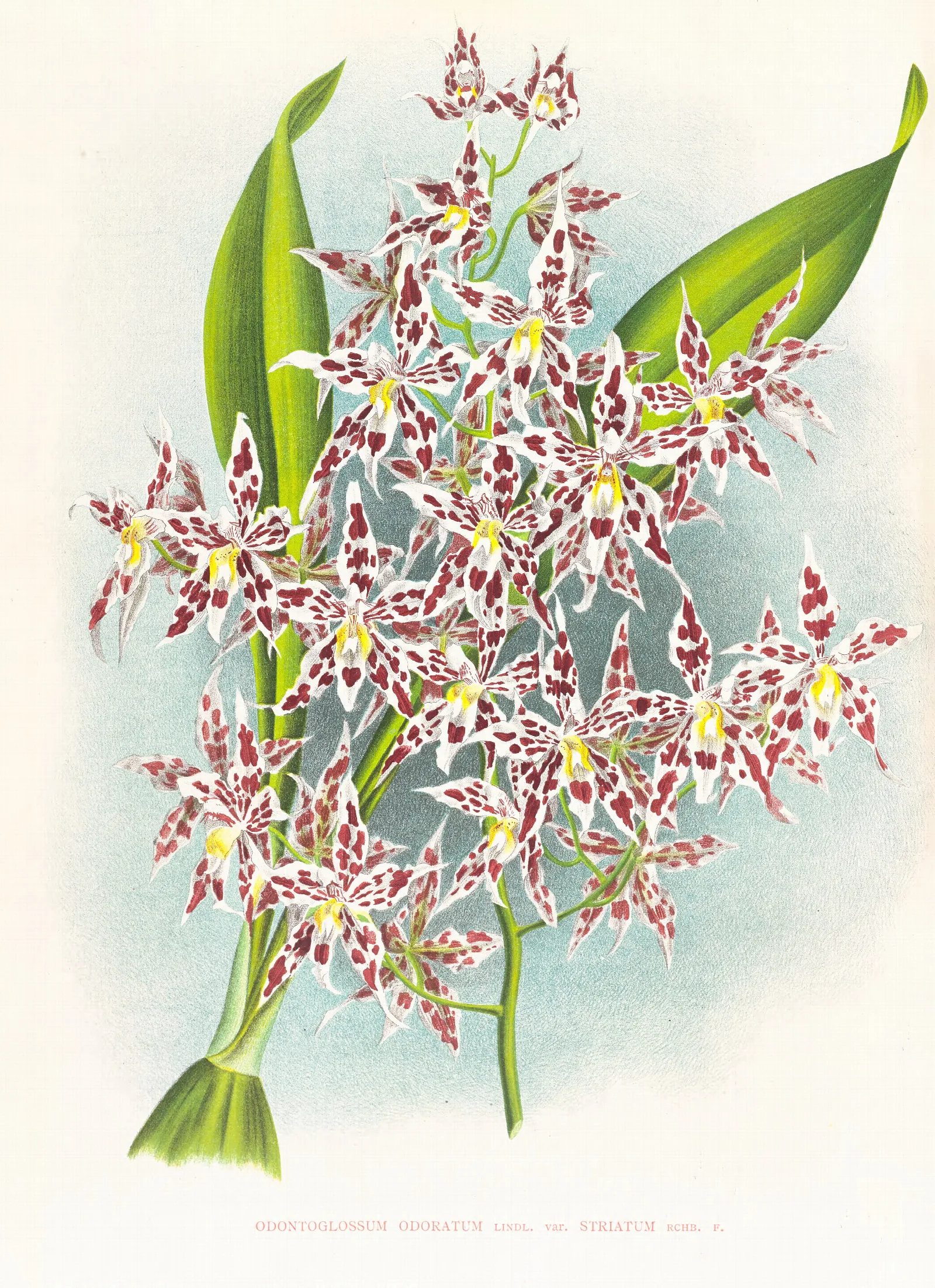 Odontoglossum Odoratum Var Striatum Wall Art by Jean Jules Linden - Canvas Print