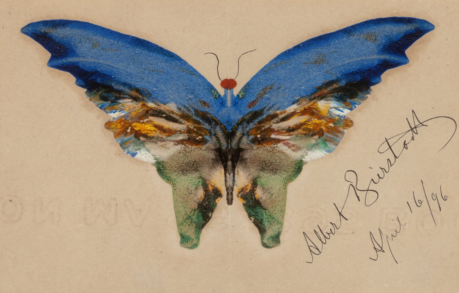 Blue Butterfly Wall Art by Albert Bierstadt - Canvas Print