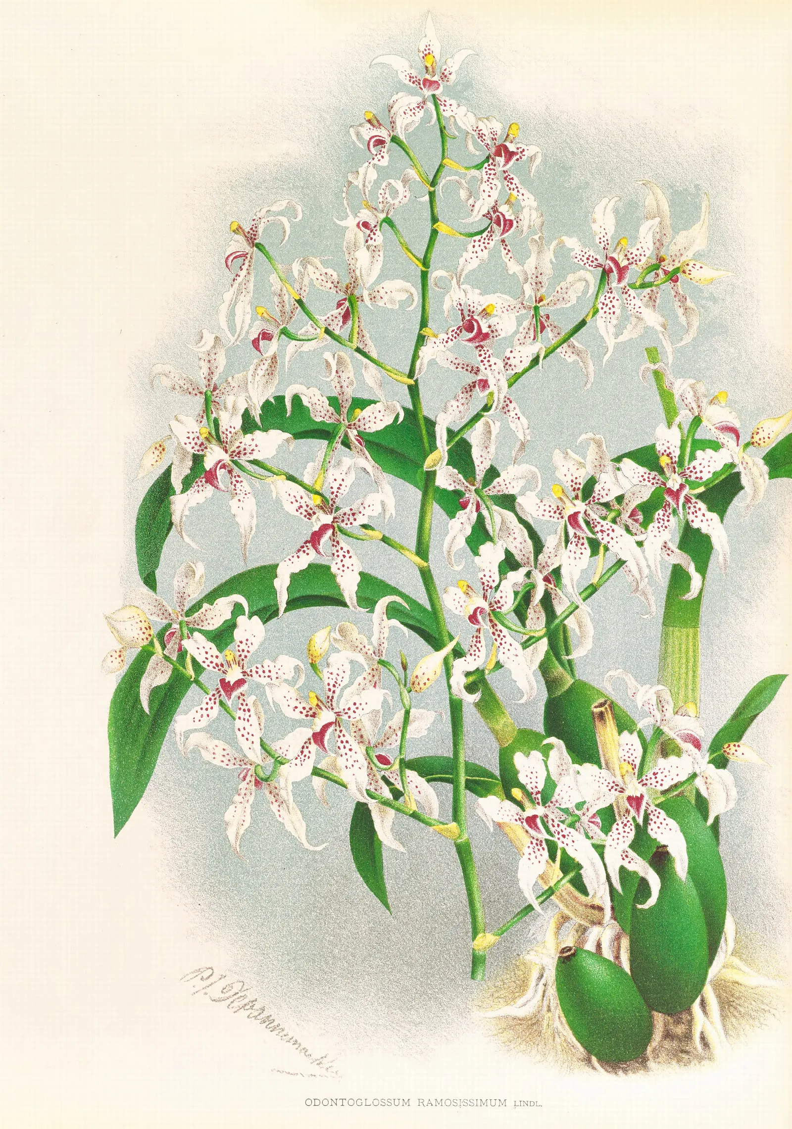 Odontoglossum Ramosissimum Wall Art by Jean Jules Linden - Canvas Print