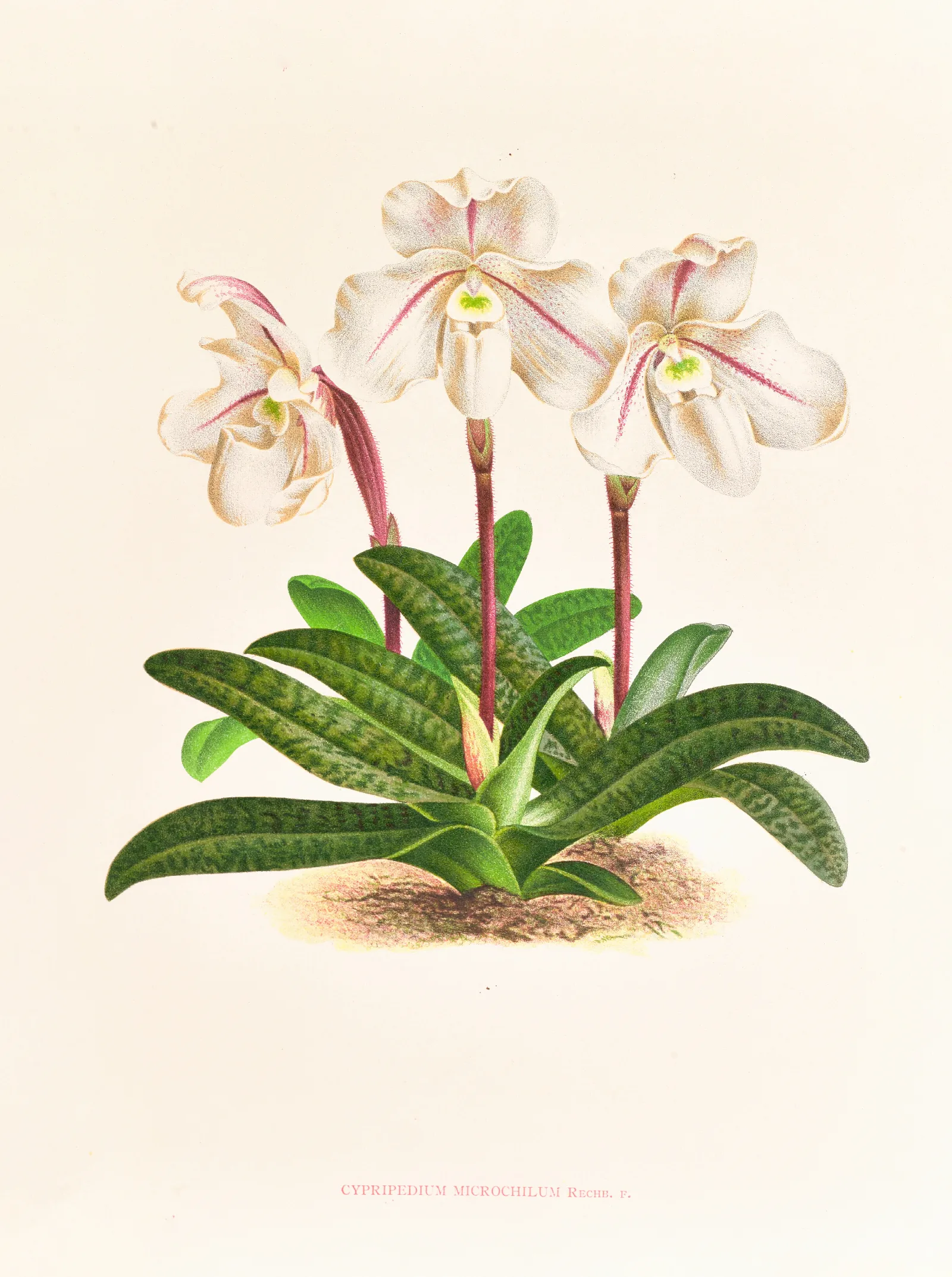 Cypripedium Microchilum Wall Art by Jean Jules Linden - Canvas Print
