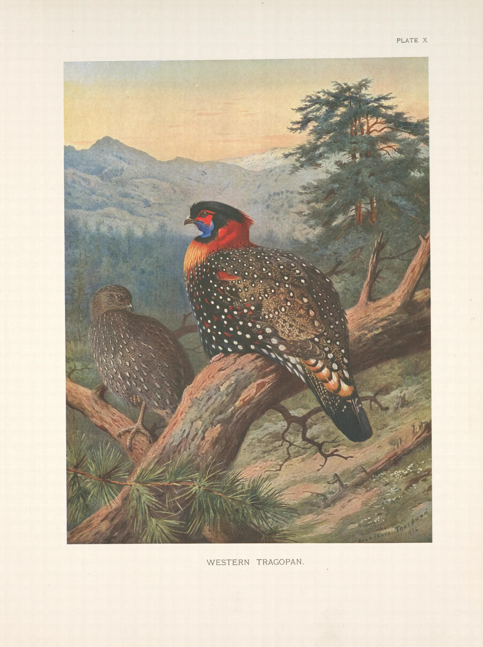 Western Tragopan Tragopan Melanocephalus Wall Art by Archibald Thorburn - Canvas Print