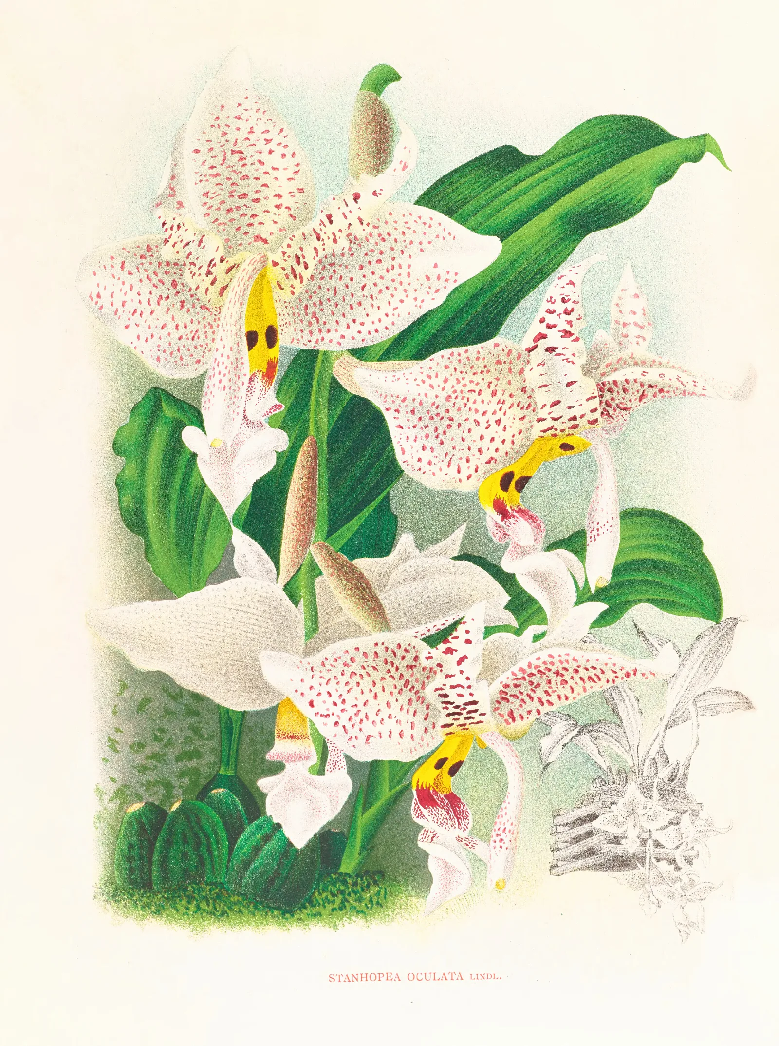 Stanhopea Oculata Wall Art by Jean Jules Linden - Canvas Print