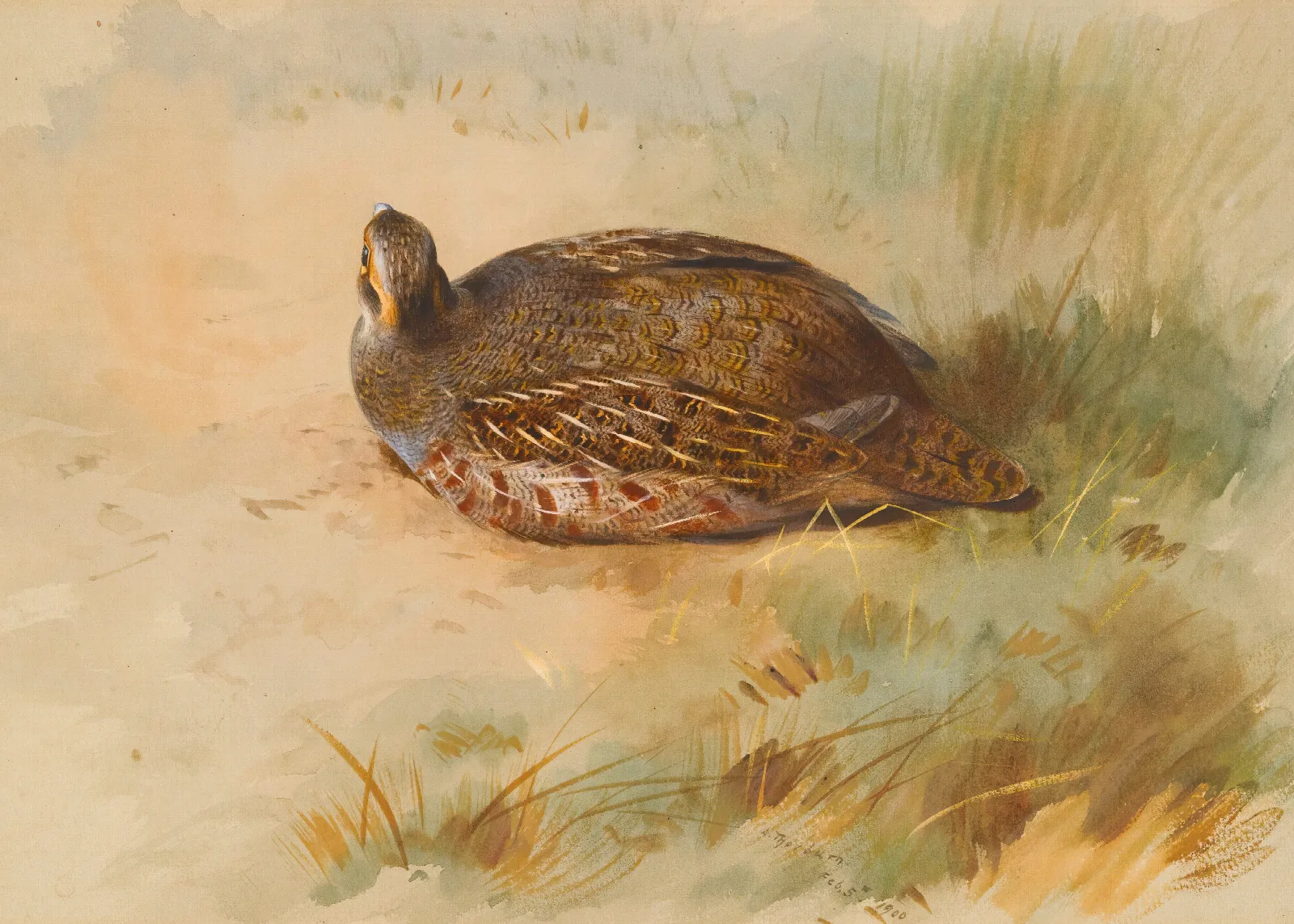 Partridge 2 Wall Art by Archibald Thorburn - Canvas Print
