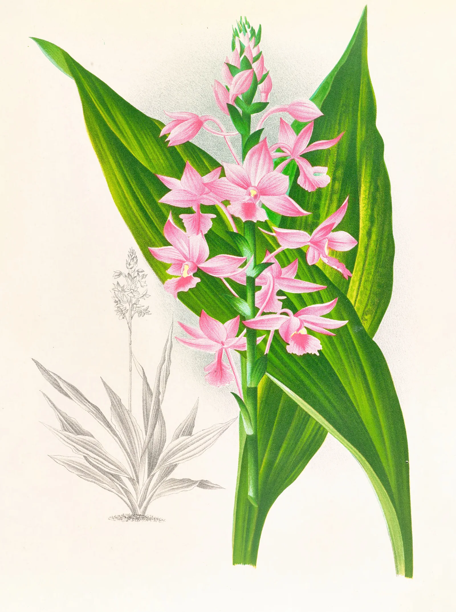 Calanthe Masuca Wall Art by Jean Jules Linden - Canvas Print