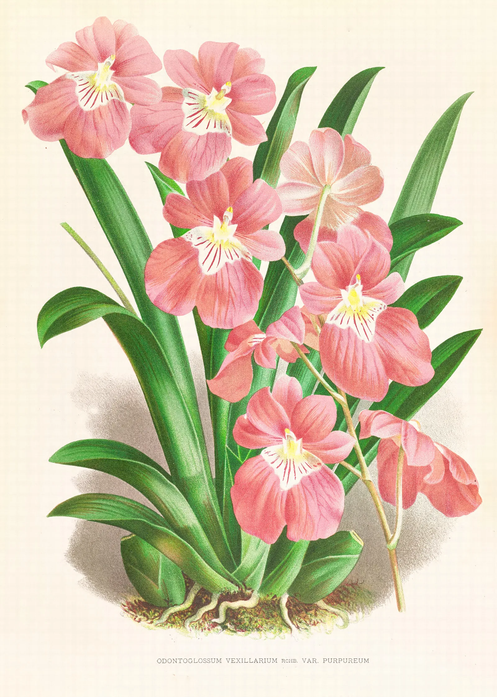 Odontoglossum Vexillarium Wall Art by Jean Jules Linden - Canvas Print