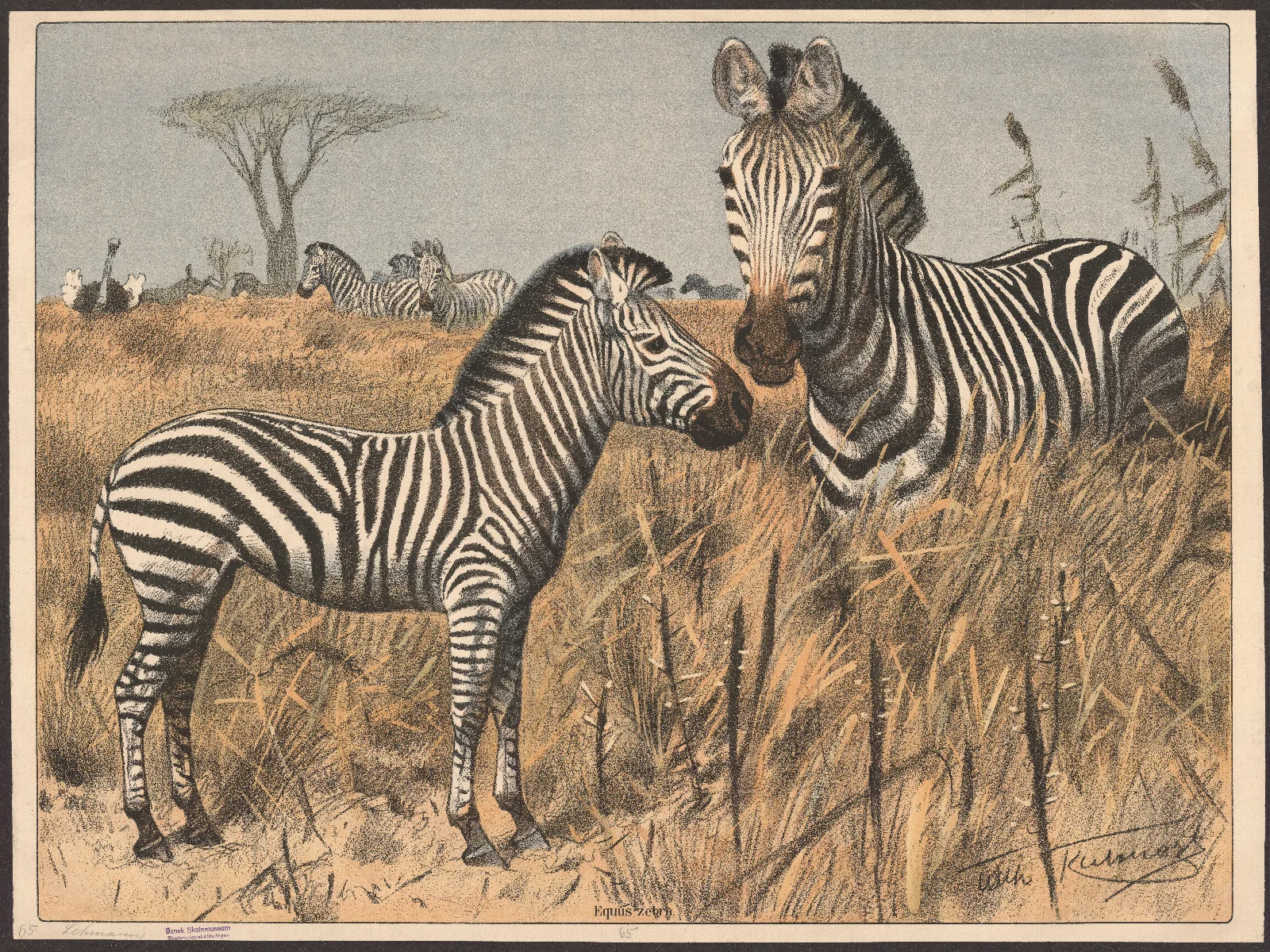 Zebra 11 Wall Art by Wilhelm Kuhnert - Canvas Print