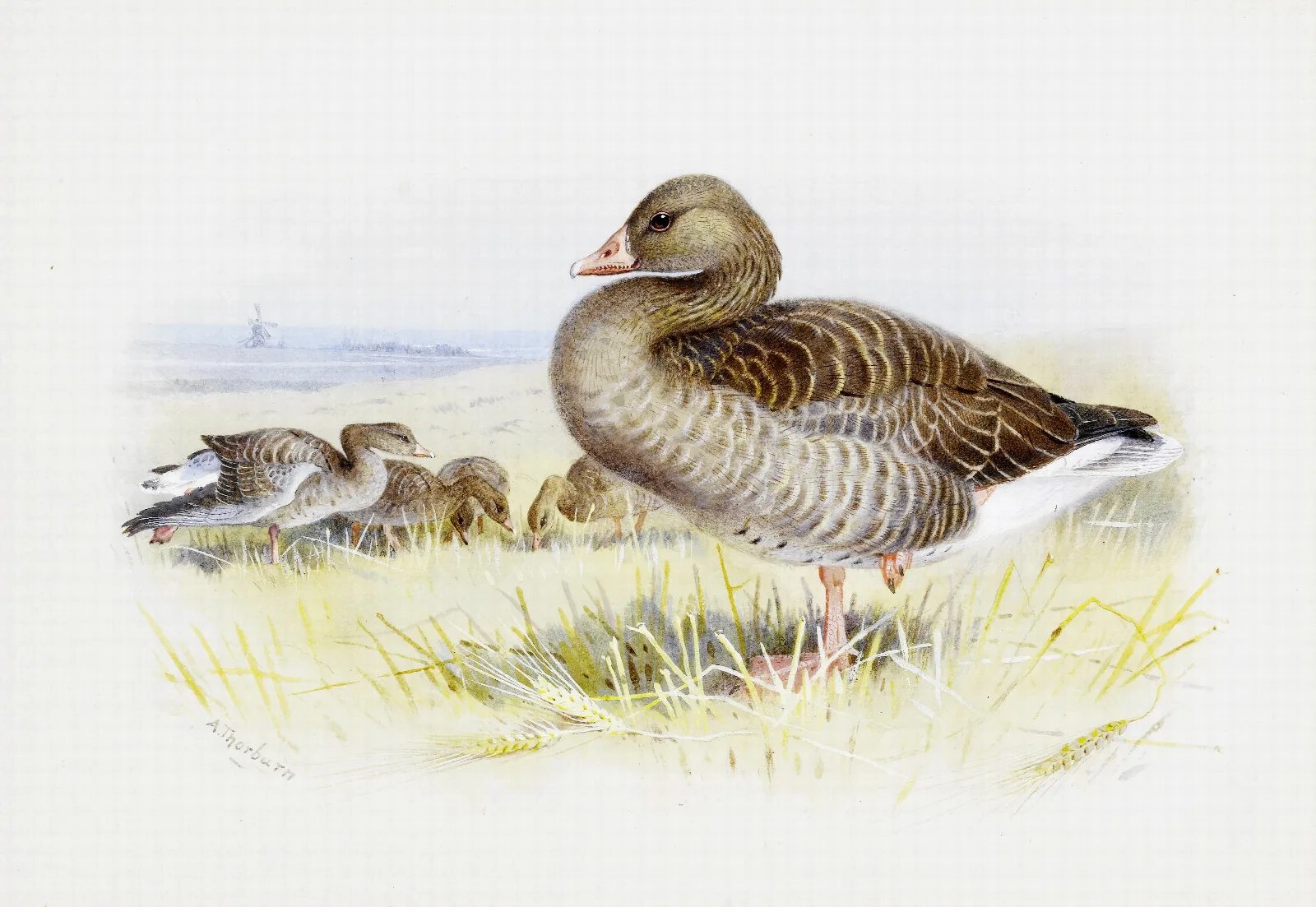 Greylag Goose Wall Art by Archibald Thorburn - Canvas Print
