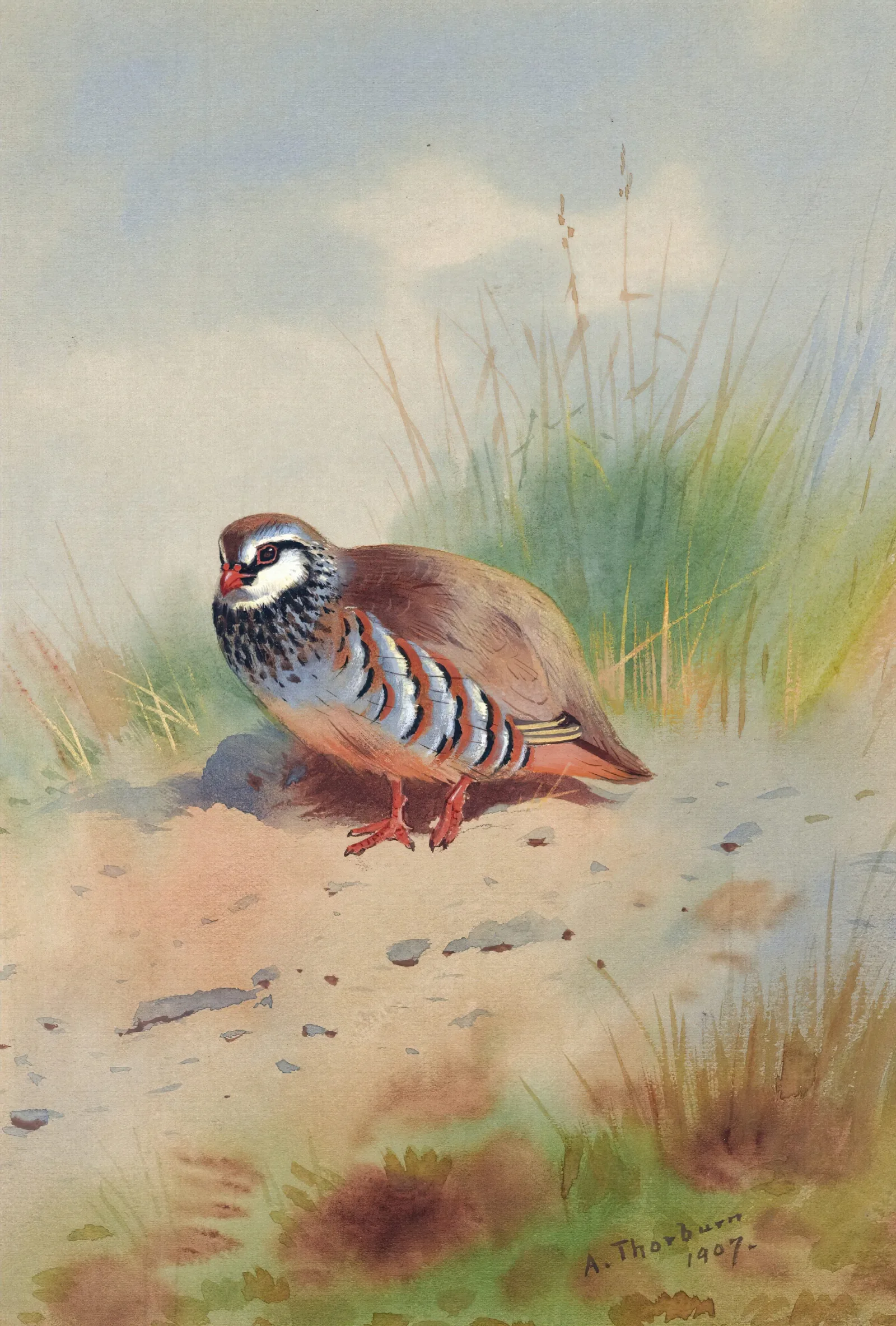 Red Legged Partridge Wall Art by Archibald Thorburn - Canvas Print