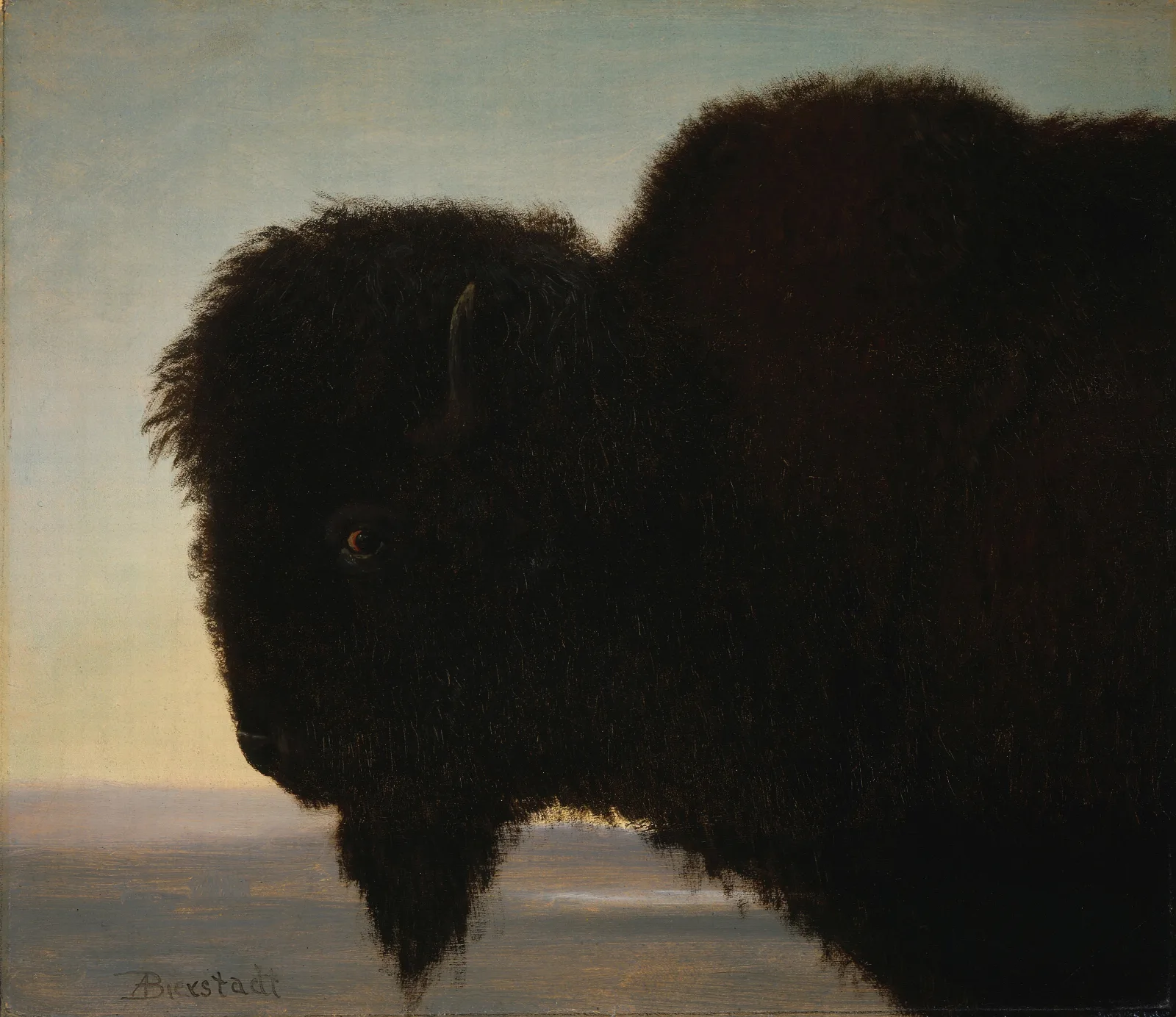Buffalo Head Wall Art by Albert Bierstadt - Canvas Print