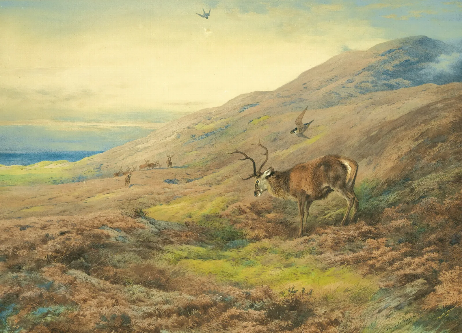 In The Highlands Red Stag Mobbed By A Pair Of Peregrines Wall Art by Archibald Thorburn - Canvas Print