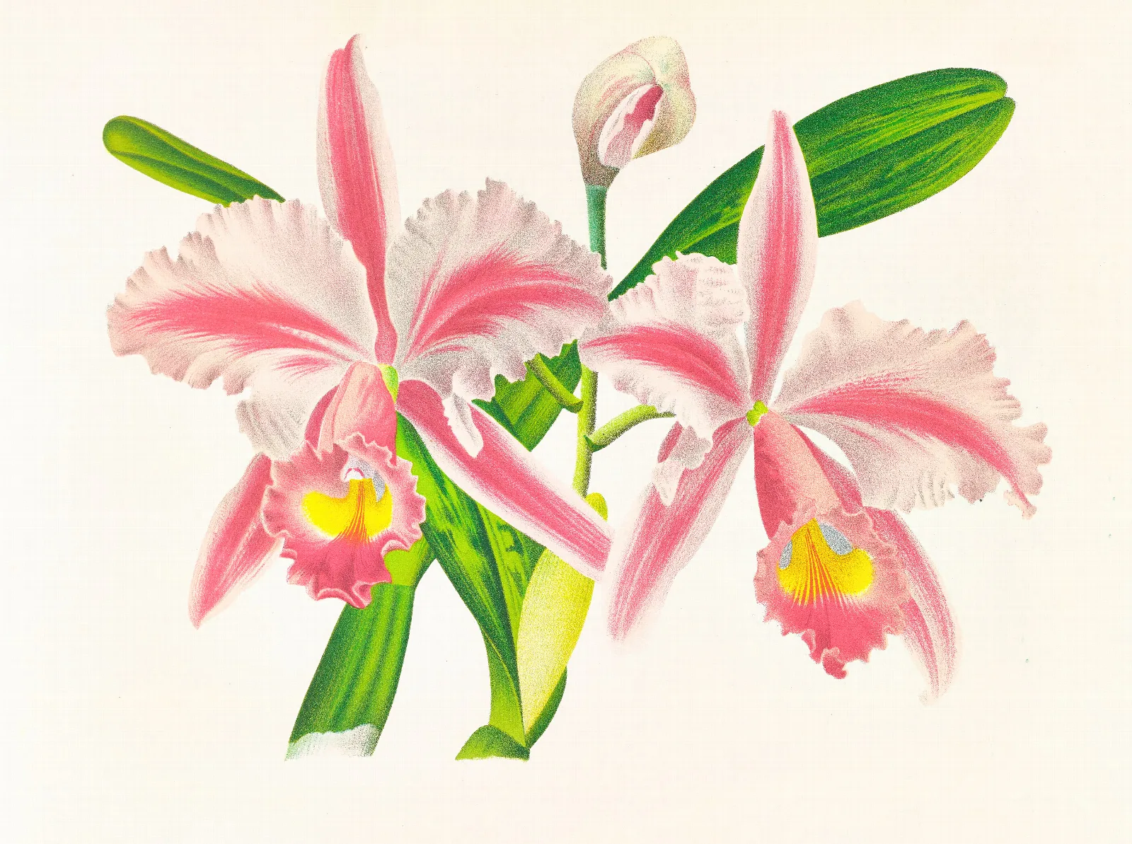 Cattleya Trianae Var Striata Wall Art by Jean Jules Linden - Canvas Print