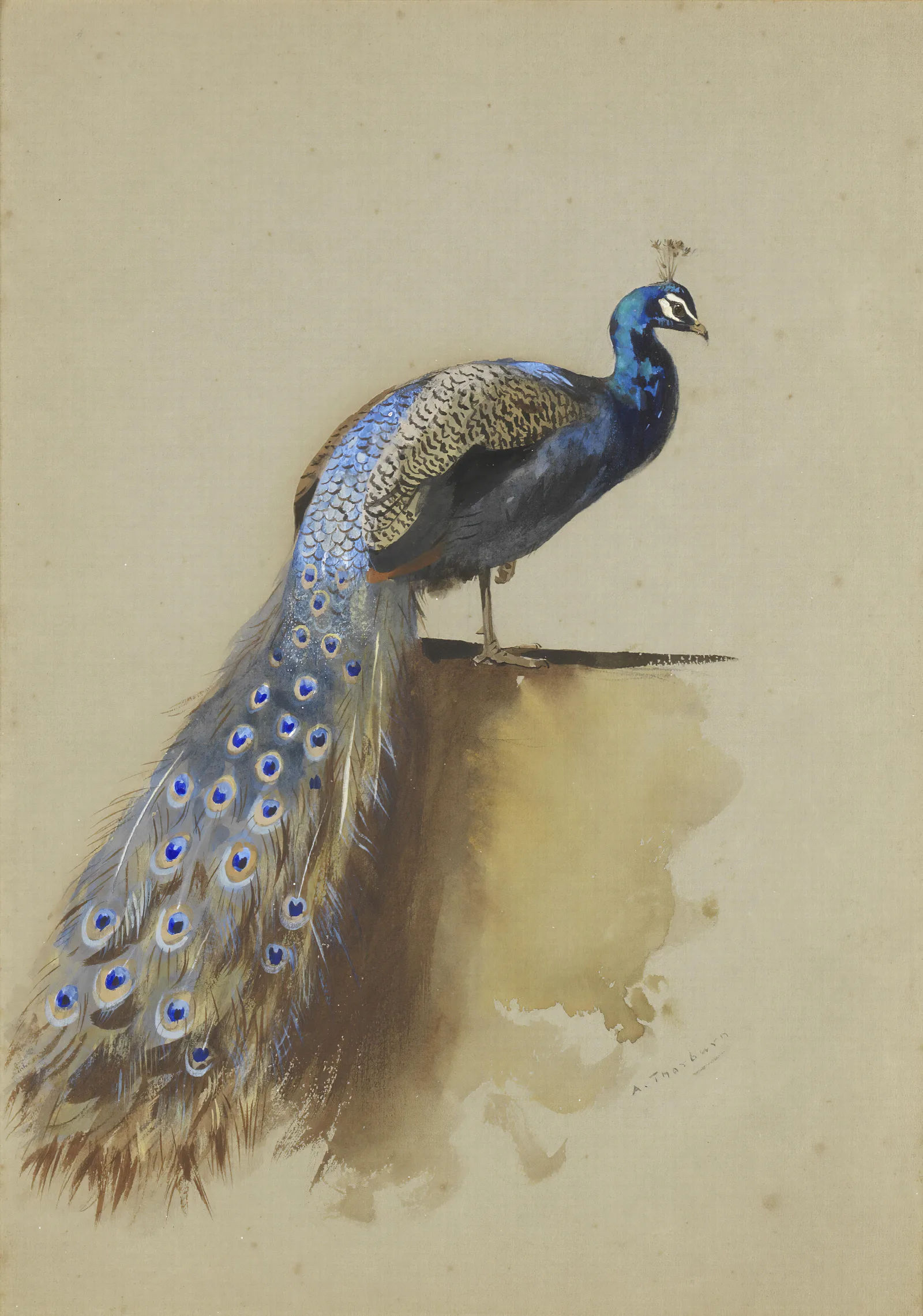 Peacock 3 Wall Art by Archibald Thorburn - Canvas Print