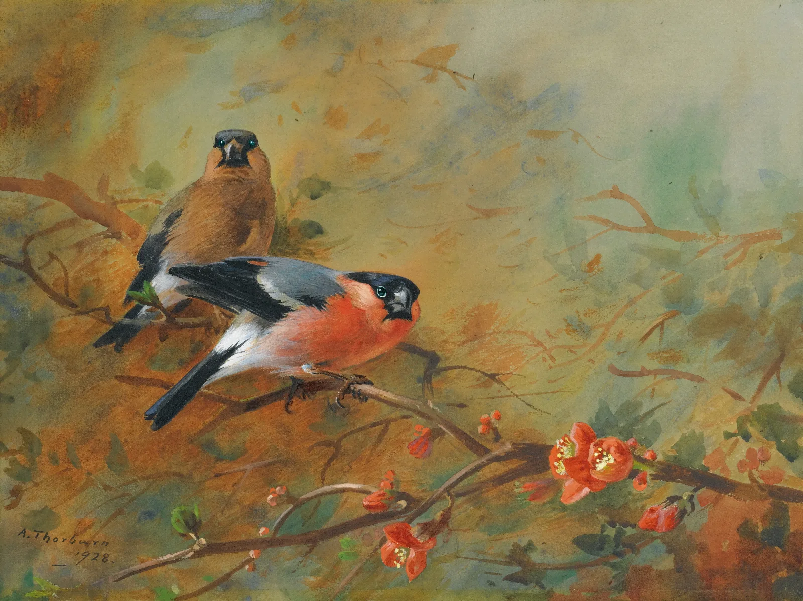 Bullfinches And Pyrus Japonica Wall Art by Archibald Thorburn - Canvas Print