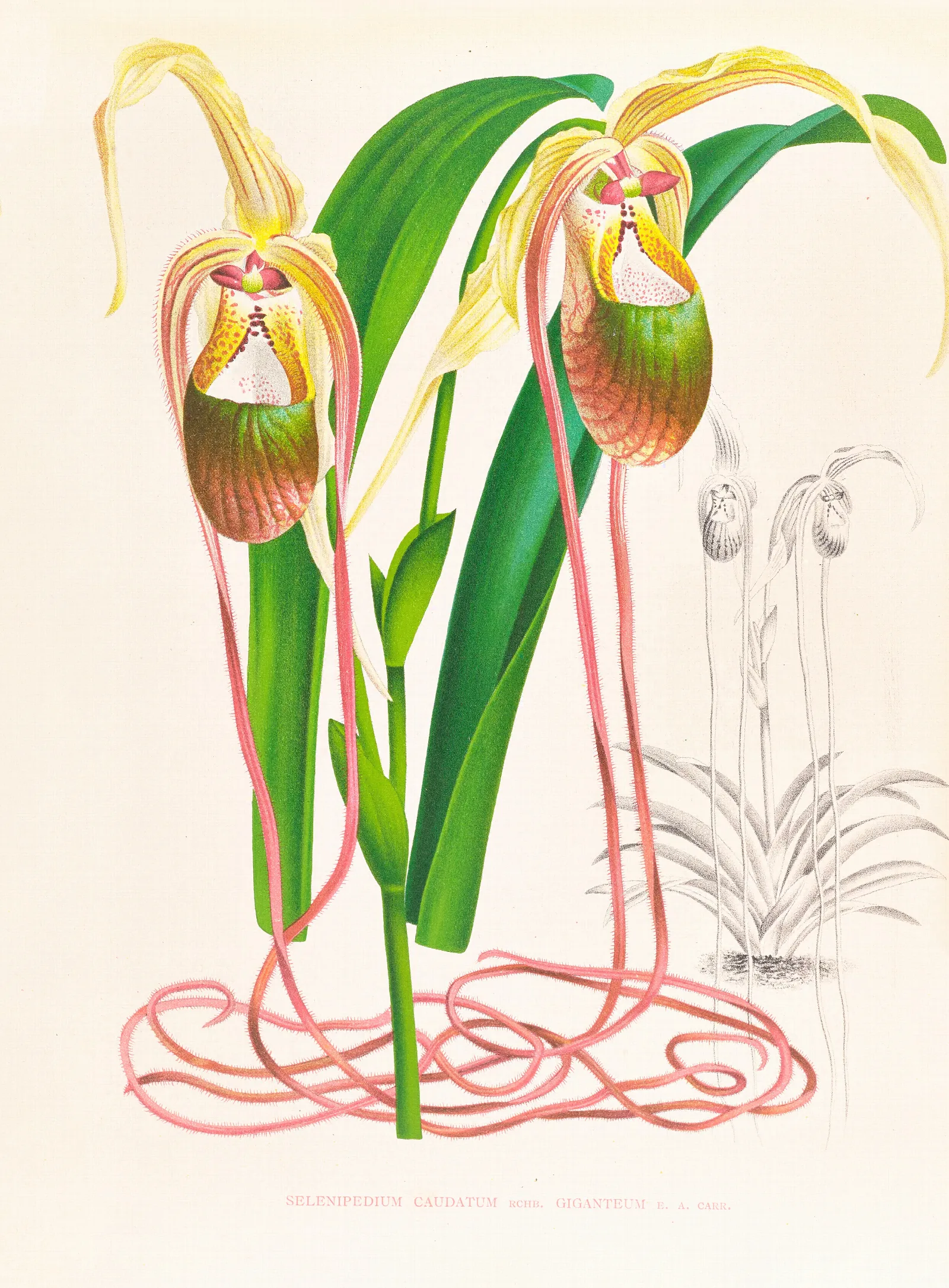 Selenipedium Caudatum Wall Art by Jean Jules Linden - Canvas Print