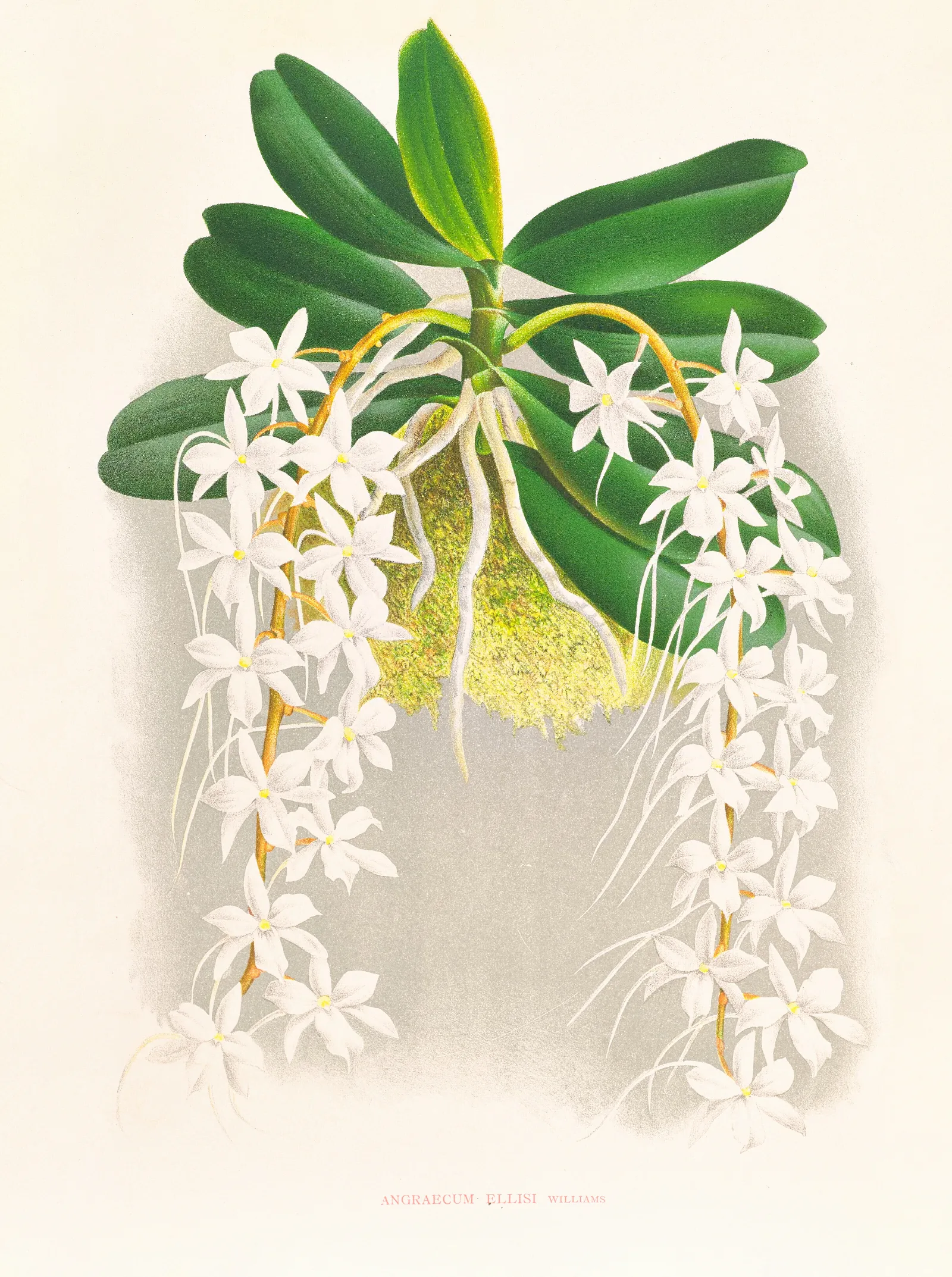 Angraecum Ellisi Wall Art by Jean Jules Linden - Canvas Print