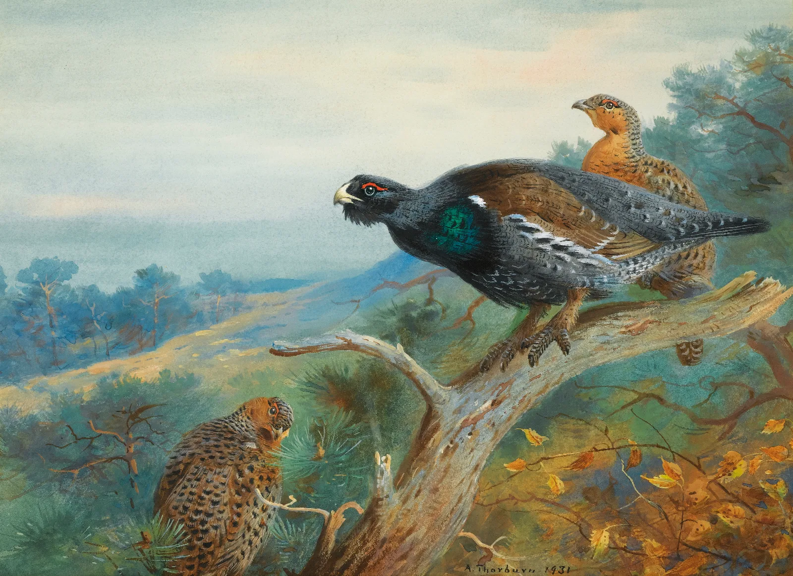 Capercaillie Wall Art by Archibald Thorburn - Canvas Print