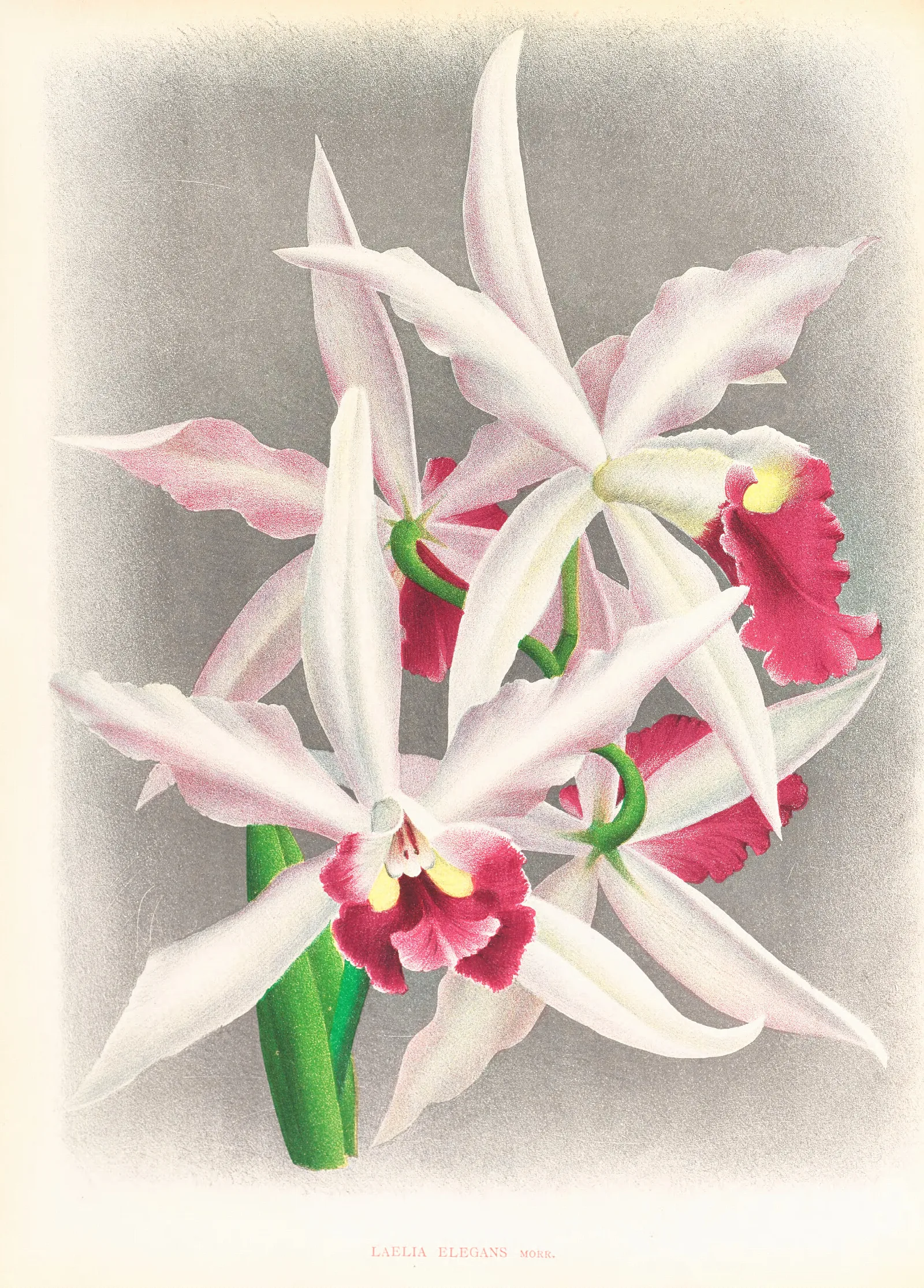 Laelia Elegans Wall Art by Jean Jules Linden - Canvas Print