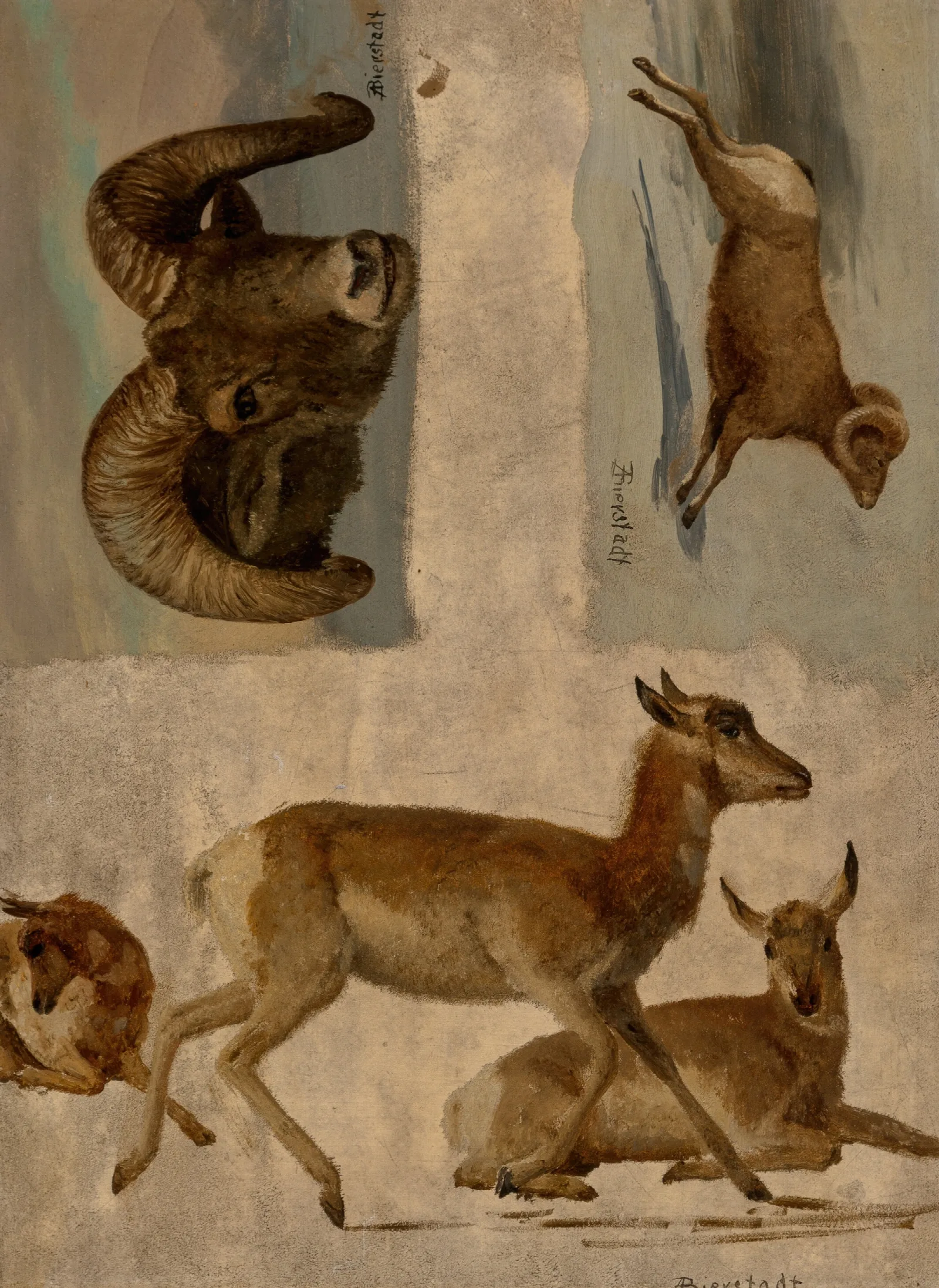 Study Of Bighorn Sheep And Antelope Wall Art by Albert Bierstadt - Canvas Print