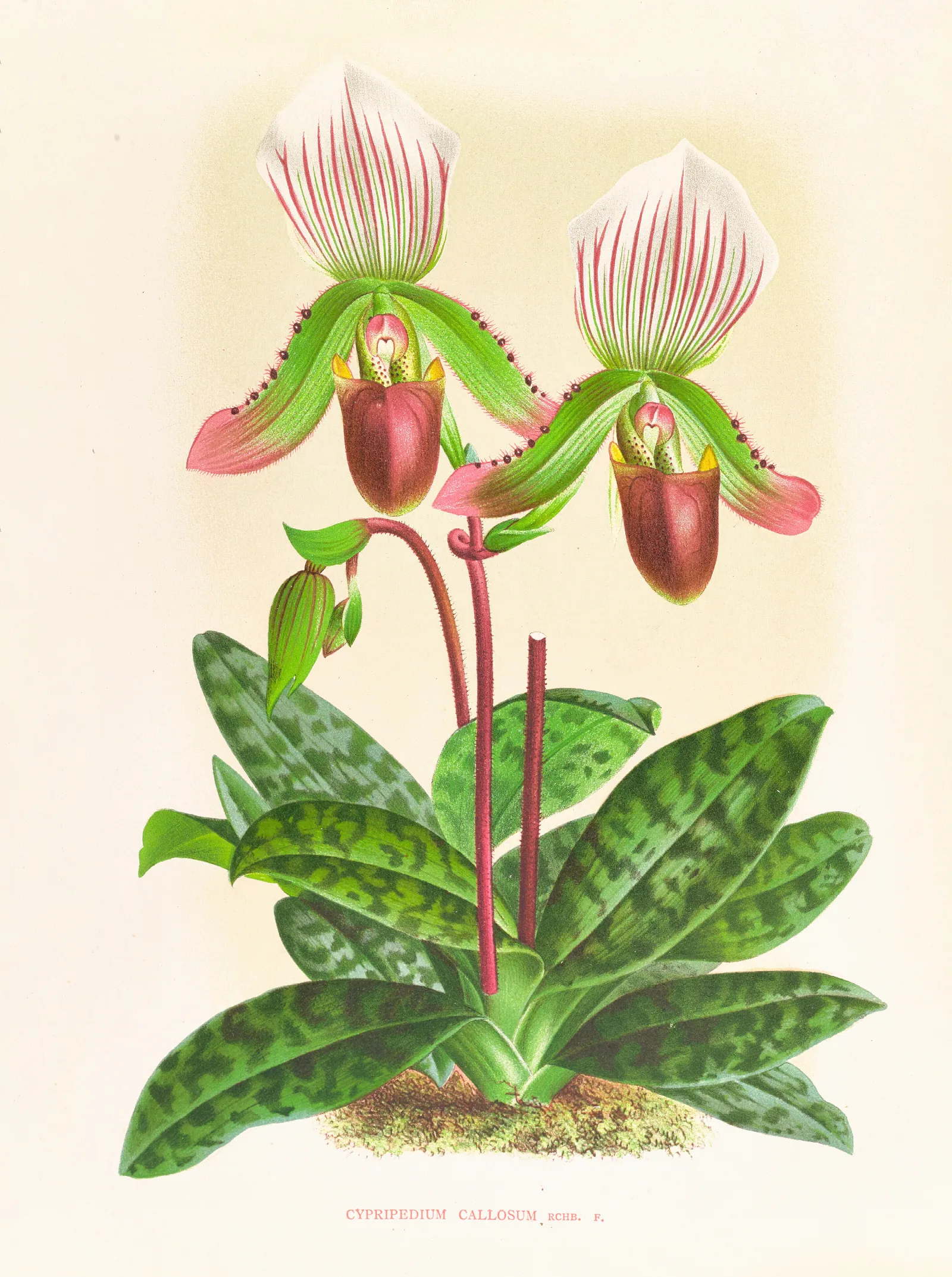 Cypripedium Callosum Wall Art by Jean Jules Linden - Canvas Print