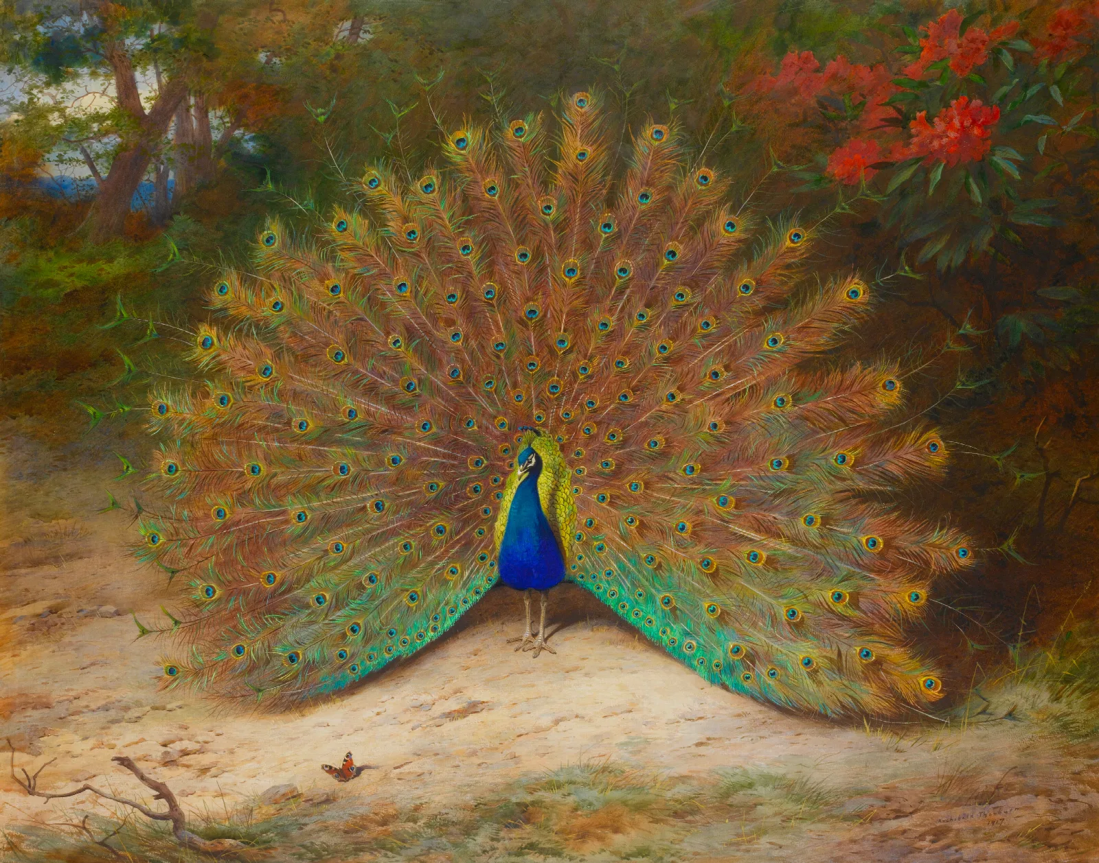 Peacock And Peacock Butterfly Wall Art by Archibald Thorburn - Canvas Print